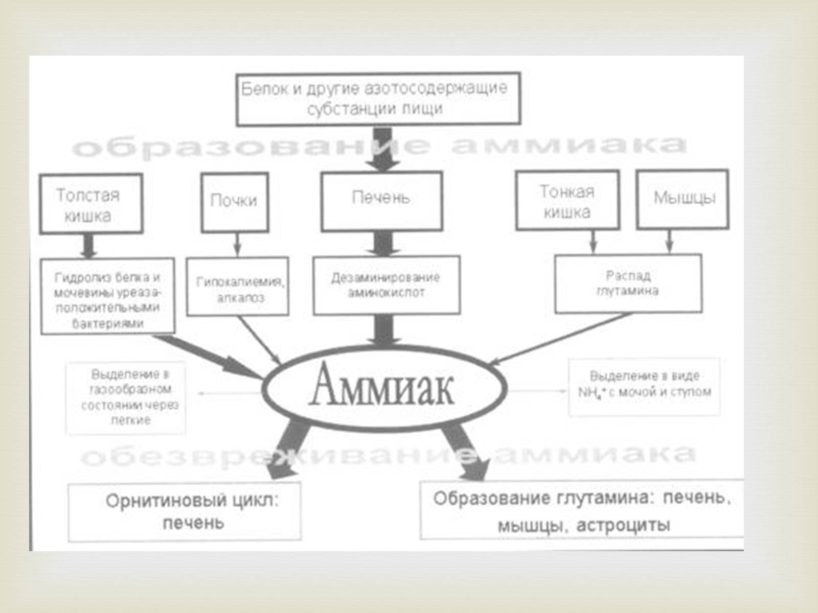 Презентація на тему «Аммиак» - Слайд #6