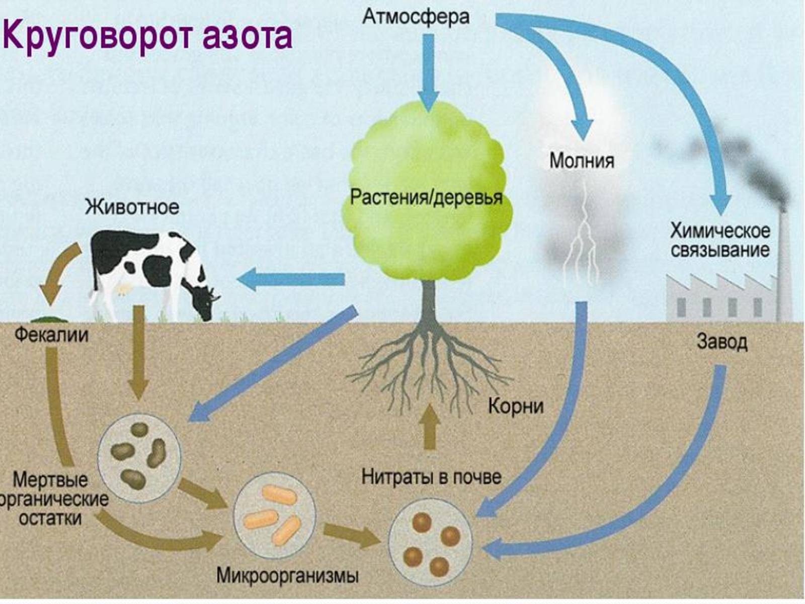 Презентація на тему «Кругообіг Нітрогену» (варіант 1) - Слайд #8