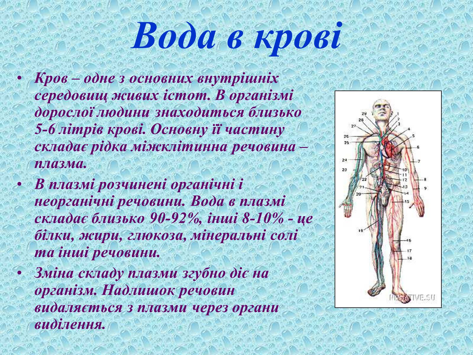 Презентація на тему «Вода в організмах» (варіант 1) - Слайд #16