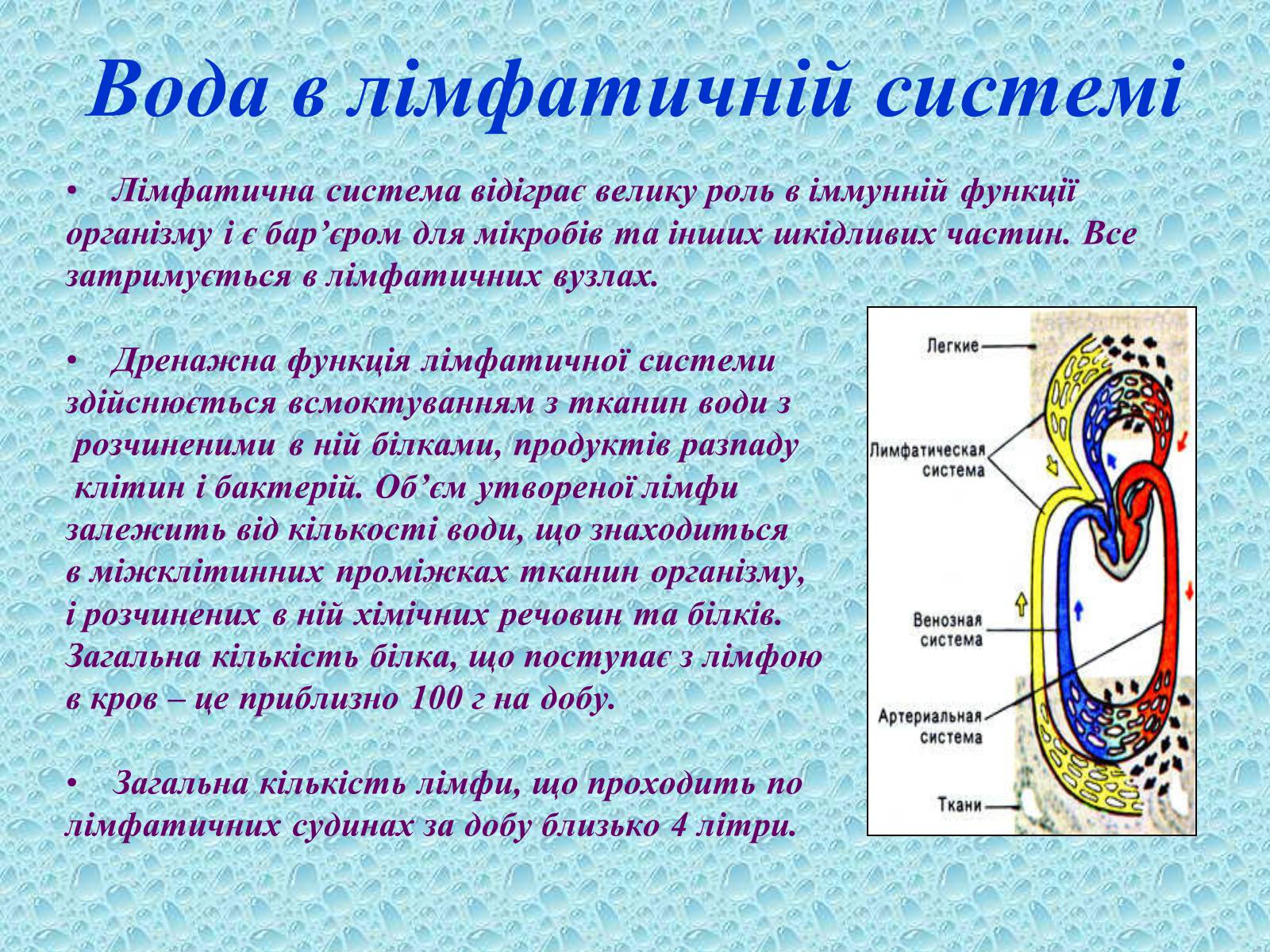 Презентація на тему «Вода в організмах» (варіант 1) - Слайд #17