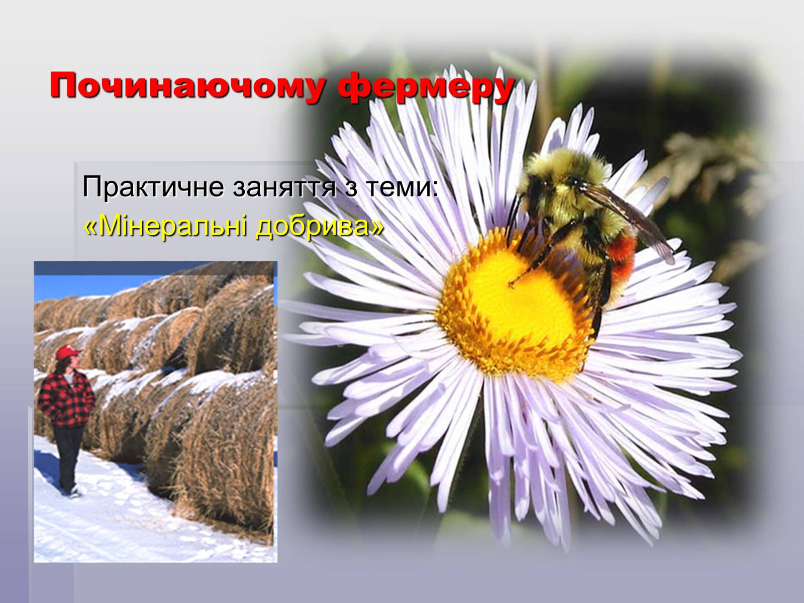 Презентація на тему «Загальні відомості про мінеральні добрива» (варіант 1) - Слайд #14