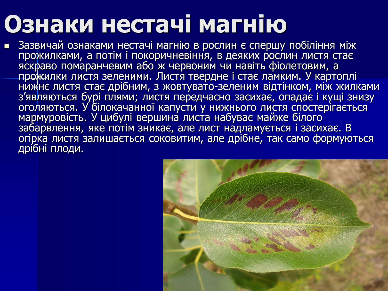 Презентація на тему «Мінеральні добрива» (варіант 6) - Слайд #15