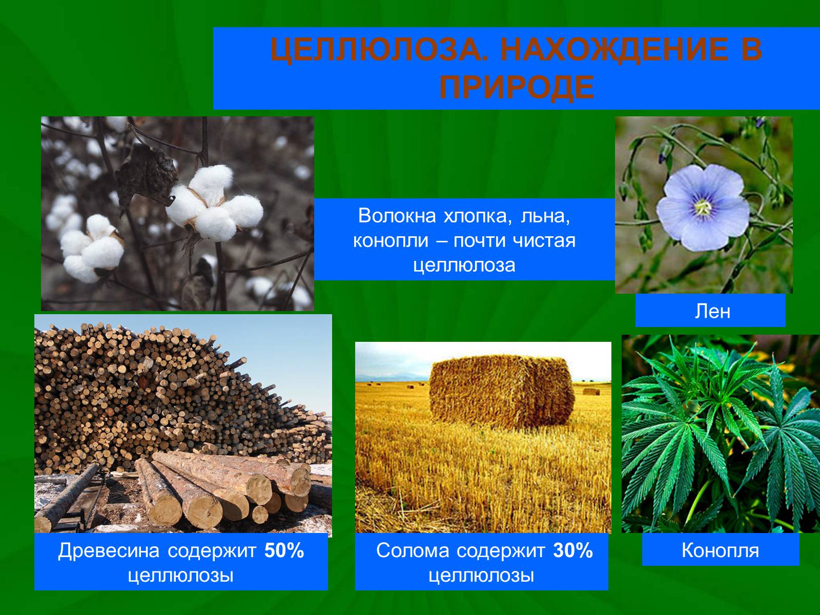 Целлюлоза вредна. Целлюлоза в природе. Презентация на тему Целлюлоза. Нахождение целлюлозы в природе химия. Презентация по химии на тему Целлюлоза.