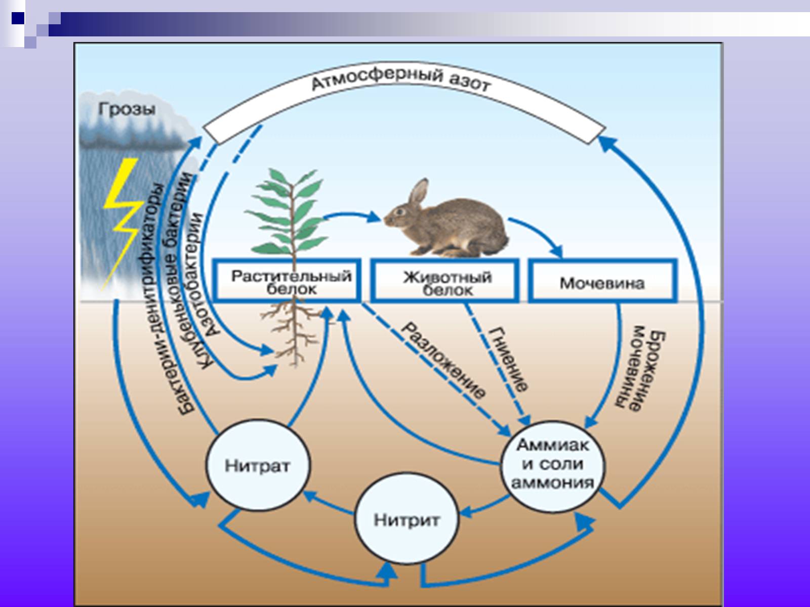 Живые организмы осуществляют круговорот. Круговорот азота. Круговорот азота бактерии. Круговорот азота в природе. Круговорот азота в природе схема 9 класс.