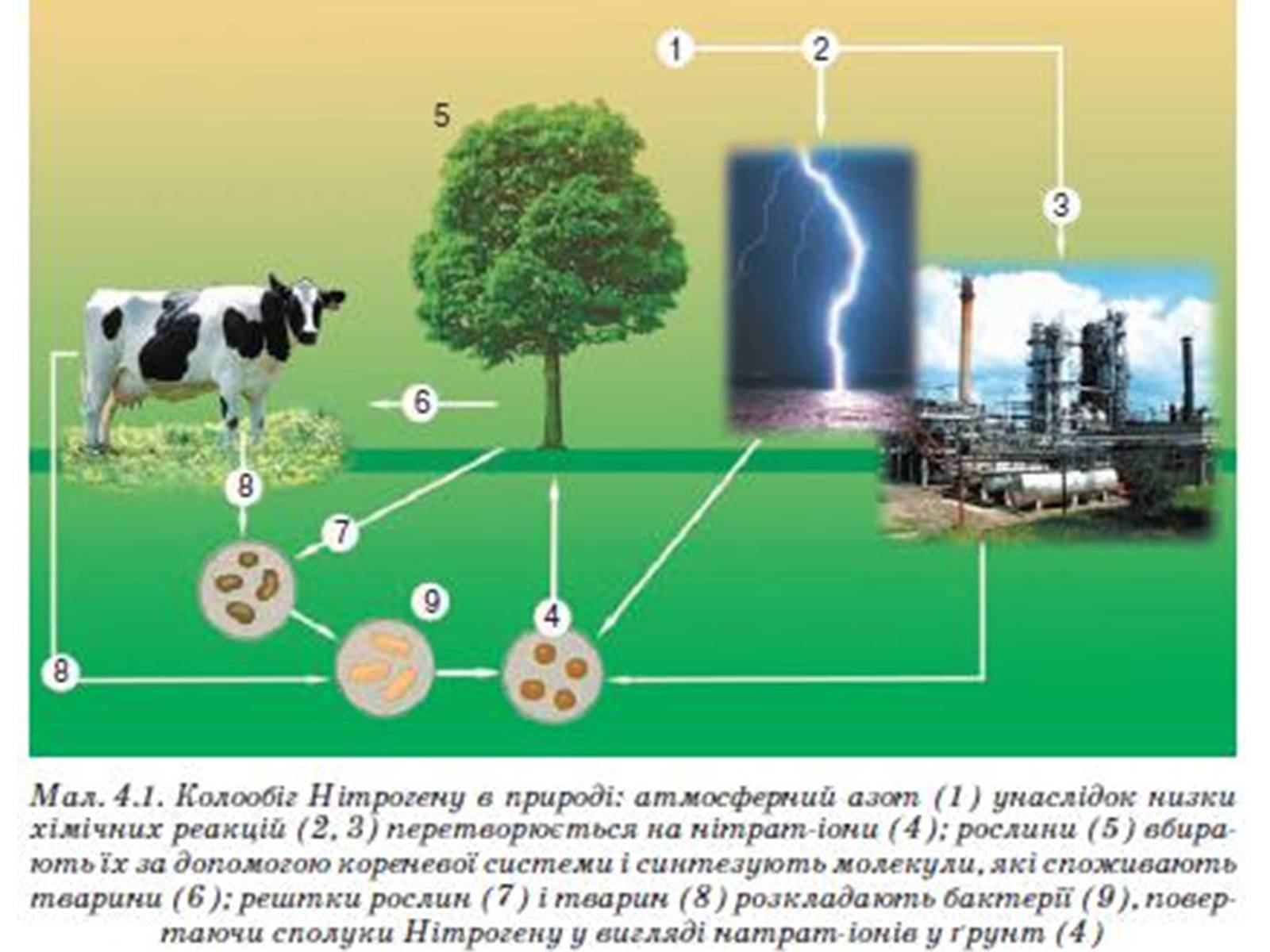 Презентація на тему «Колообіг нітрогену» (варіант 1) - Слайд #4