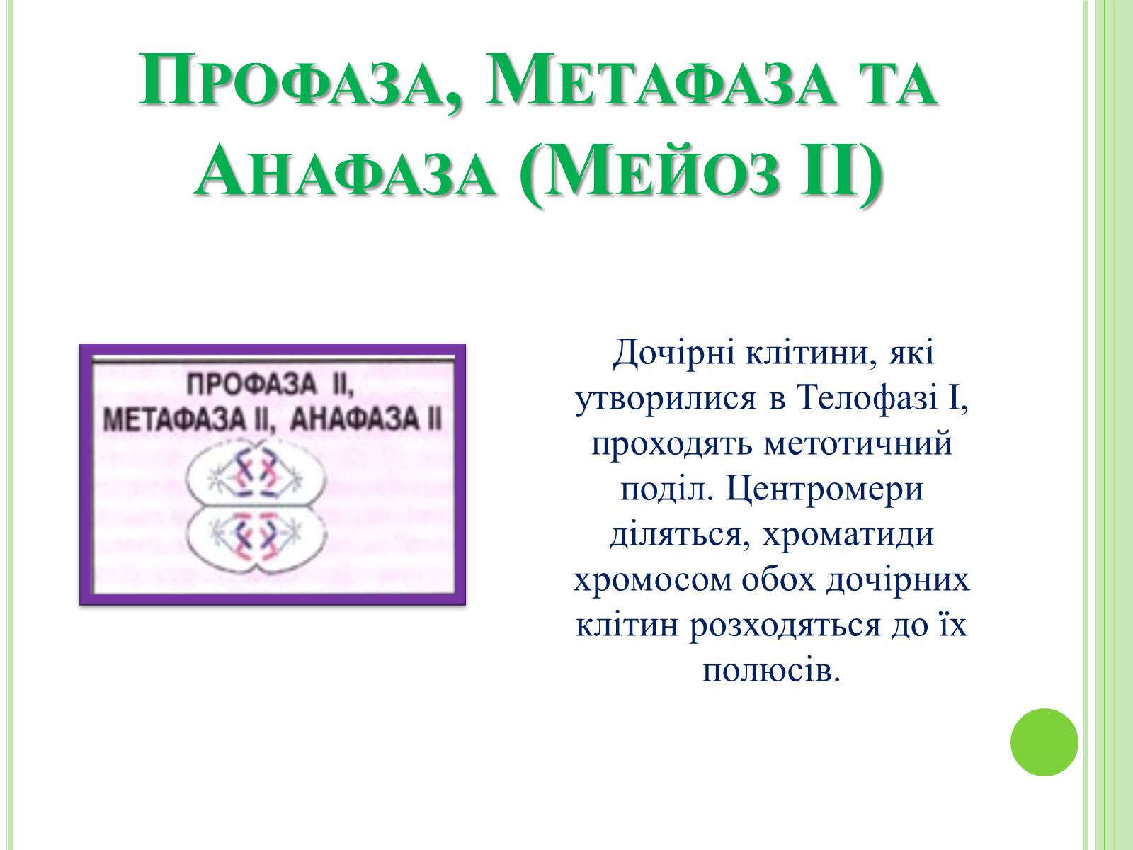 Презентація на тему «Мітоз та Мейоз. Спільне та відмінне» - Слайд #12