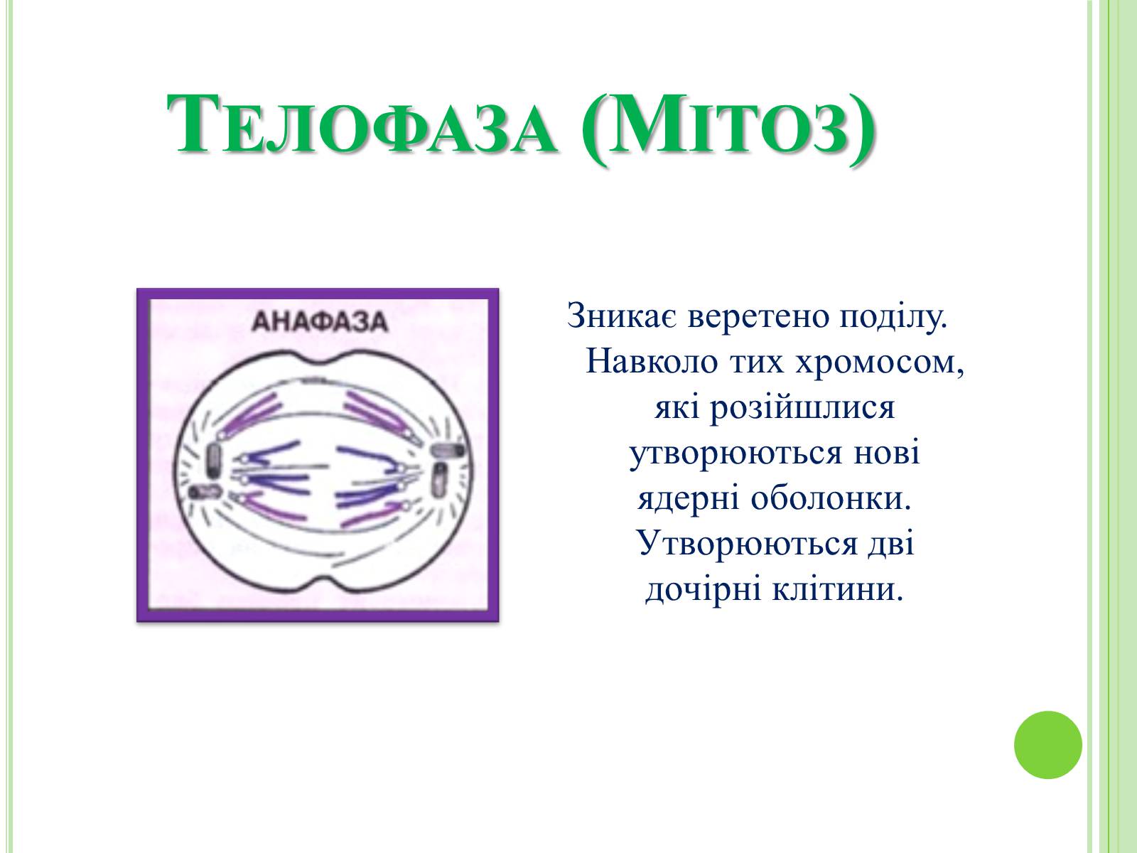 Презентація на тему «Мітоз та Мейоз. Спільне та відмінне» - Слайд #8