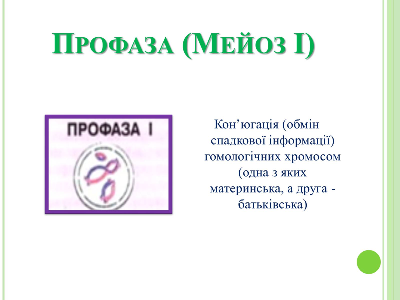 Презентація на тему «Мітоз та Мейоз. Спільне та відмінне» - Слайд #9