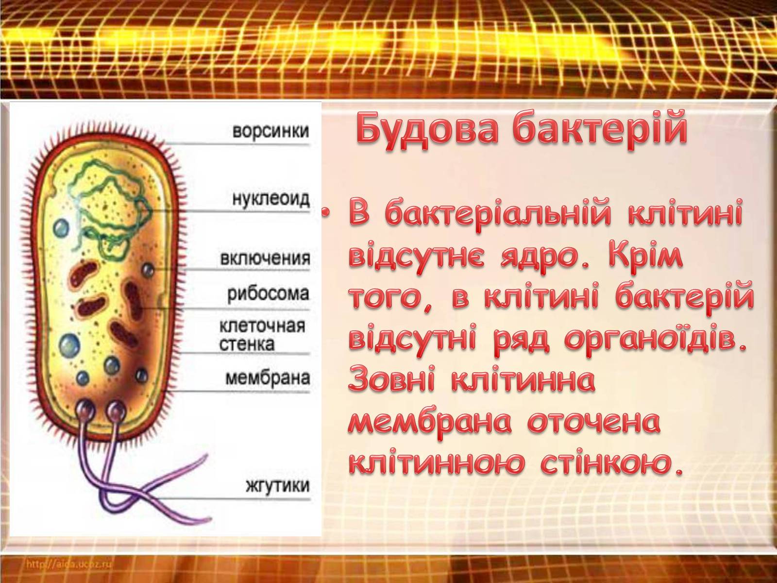 Клетки бактерий имеют ядро. Клітина бактерії. Будова Клітинної стінки бактерій. Будова клітини бактерії. Структура клітини бактерії.