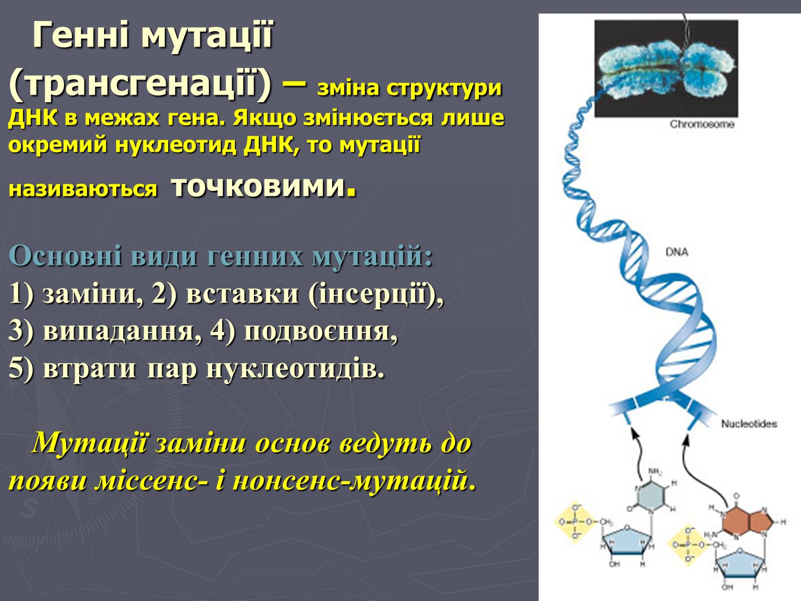 Презентація на тему «Мінливість» (варіант 1) - Слайд #18