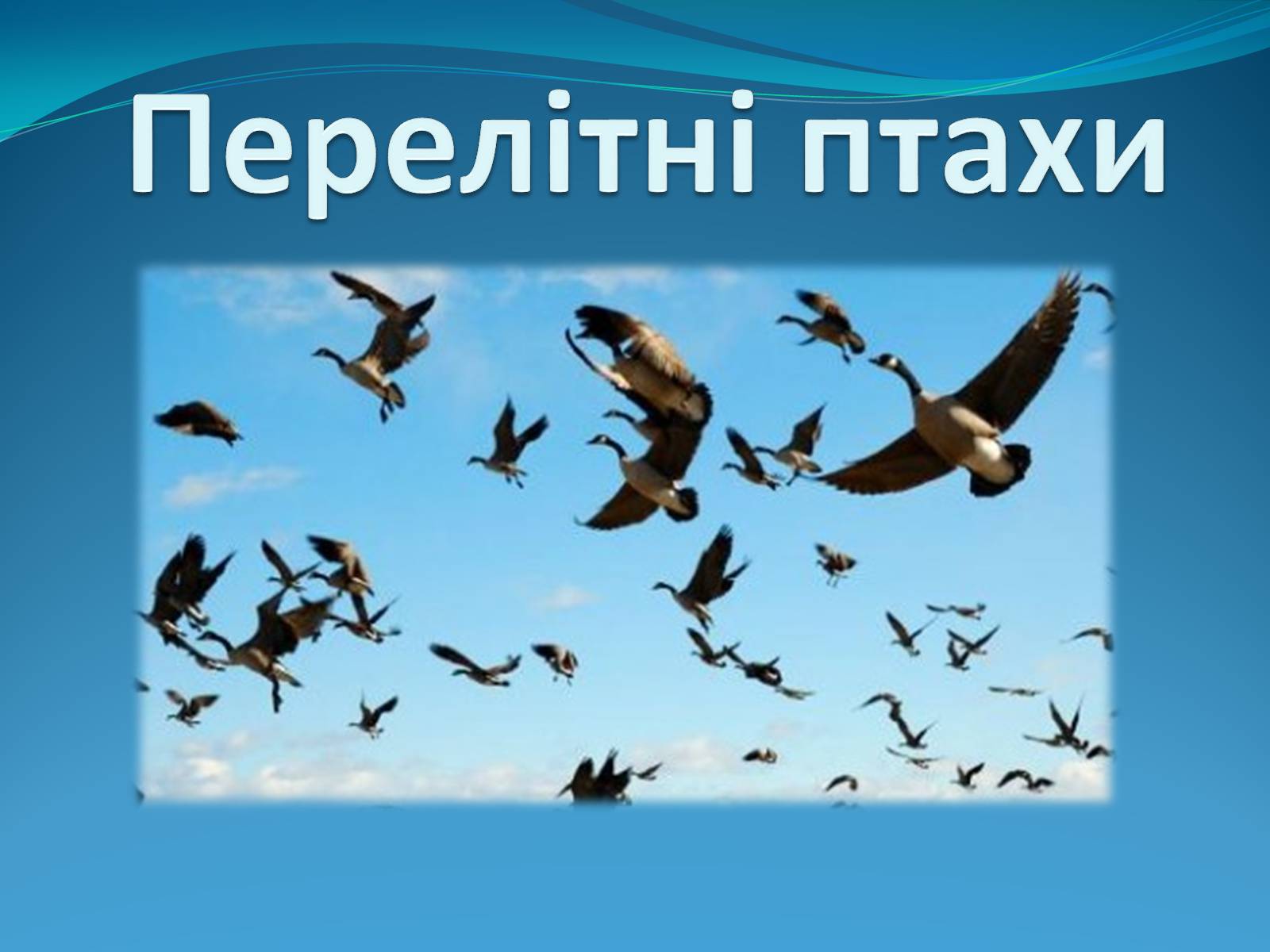 Презентація на тему «Перелітні птахи» - Слайд #1