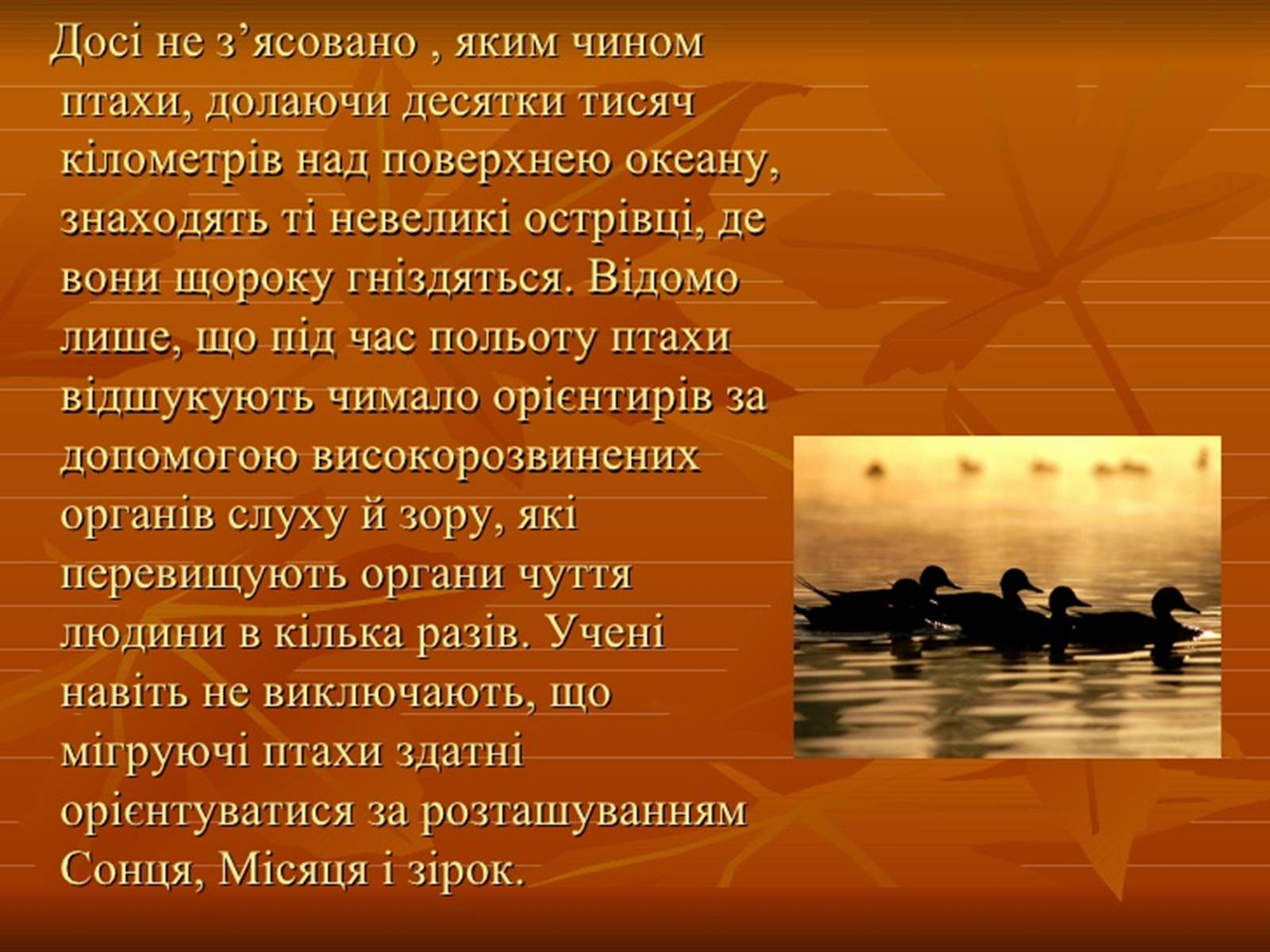 Презентація на тему «Перелітні птахи» - Слайд #18