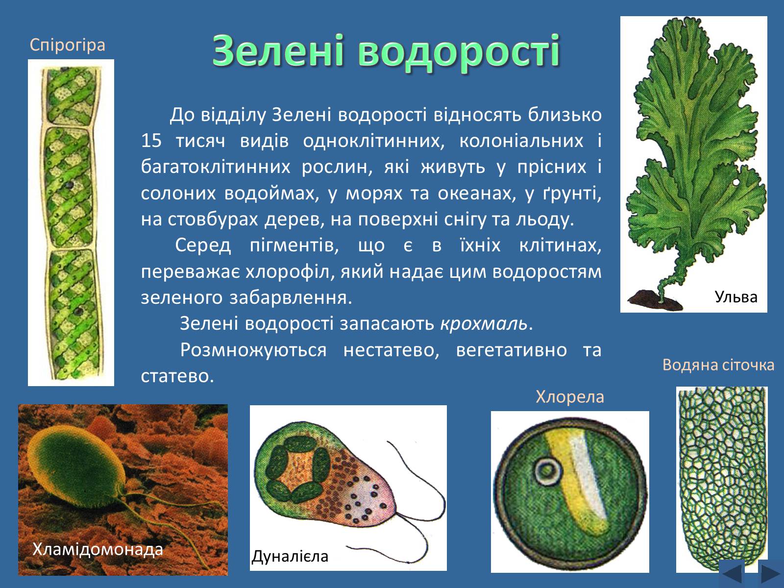 Презентація на тему «Різноманітність водоростей» - Слайд #2