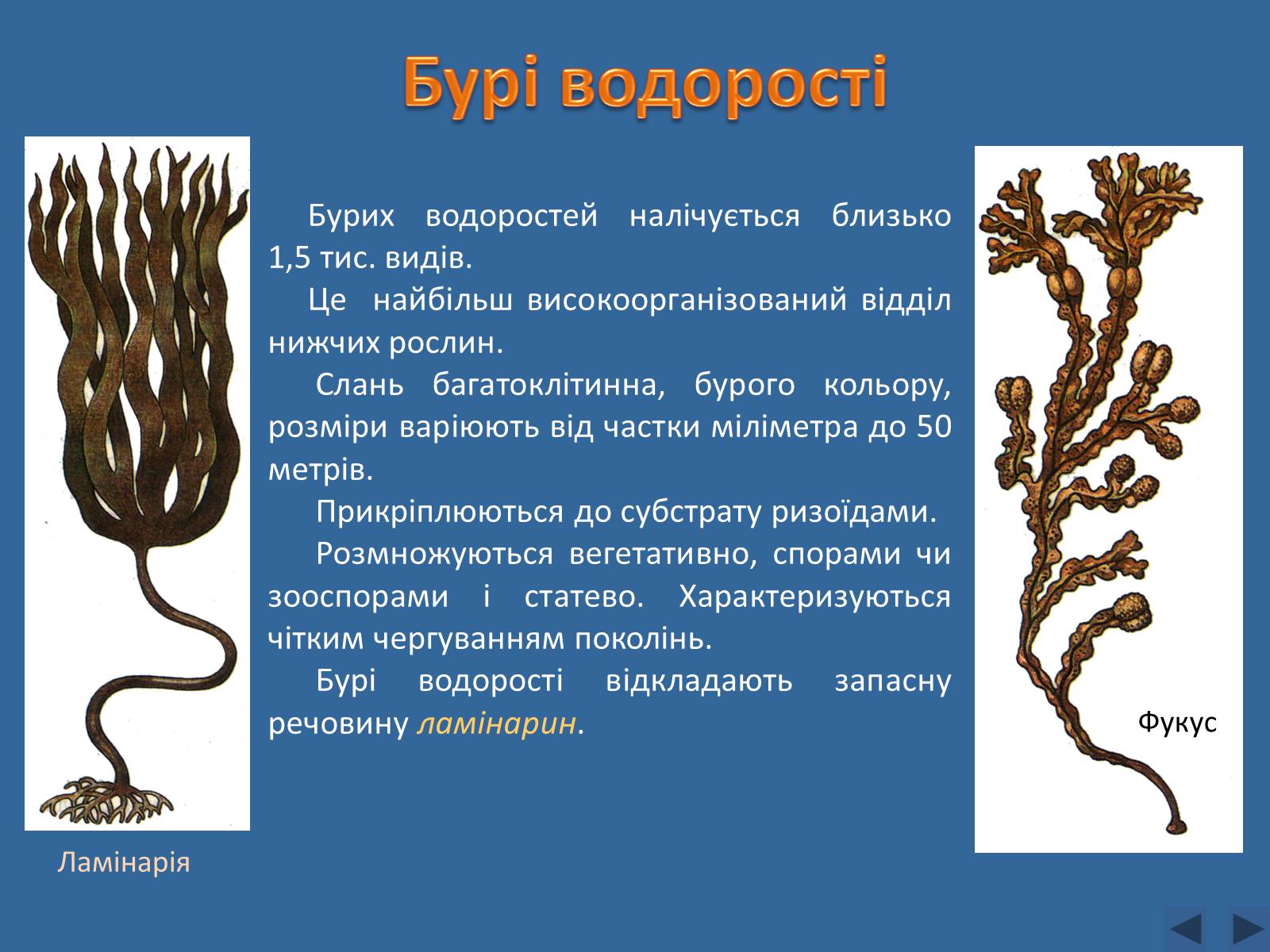 Презентація на тему «Різноманітність водоростей» - Слайд #6