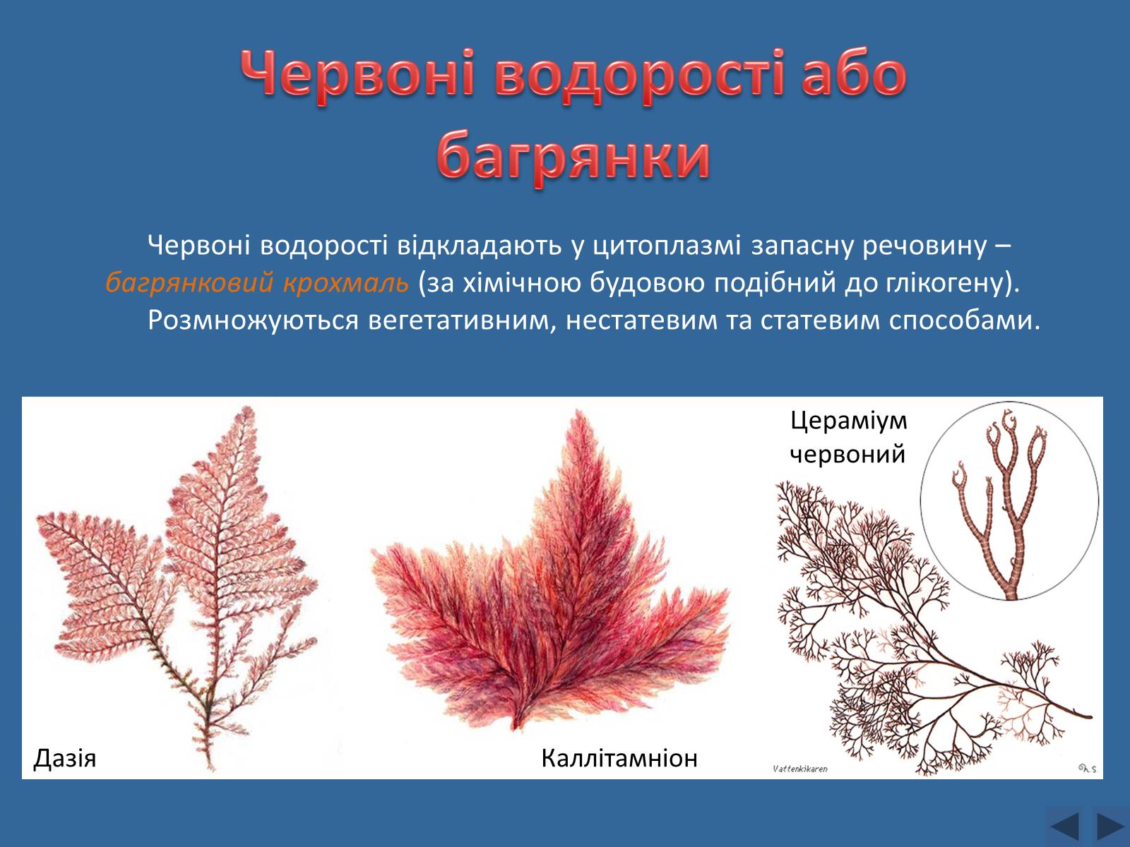 Презентація на тему «Різноманітність водоростей» - Слайд #9