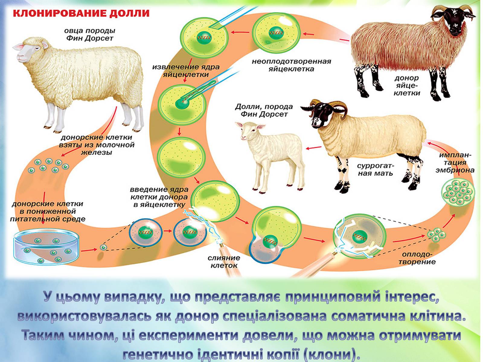 Презентація на тему «Клонування» (варіант 8) - Слайд #21
