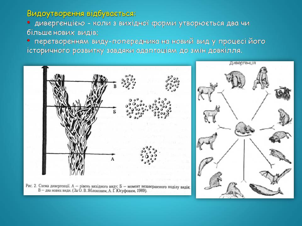 Презентація на тему «Видоутворення та види» - Слайд #4