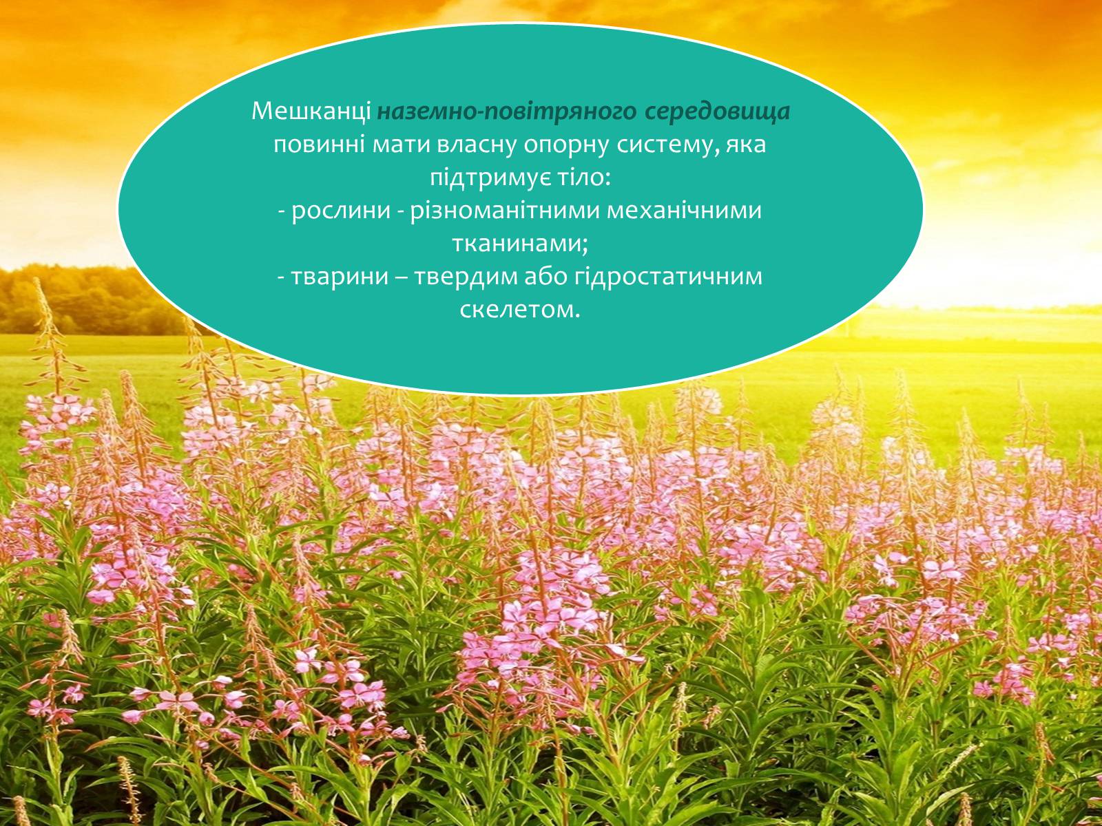 Презентація на тему «Наземно-повітряне середовище існування» (варіант 4) - Слайд #10