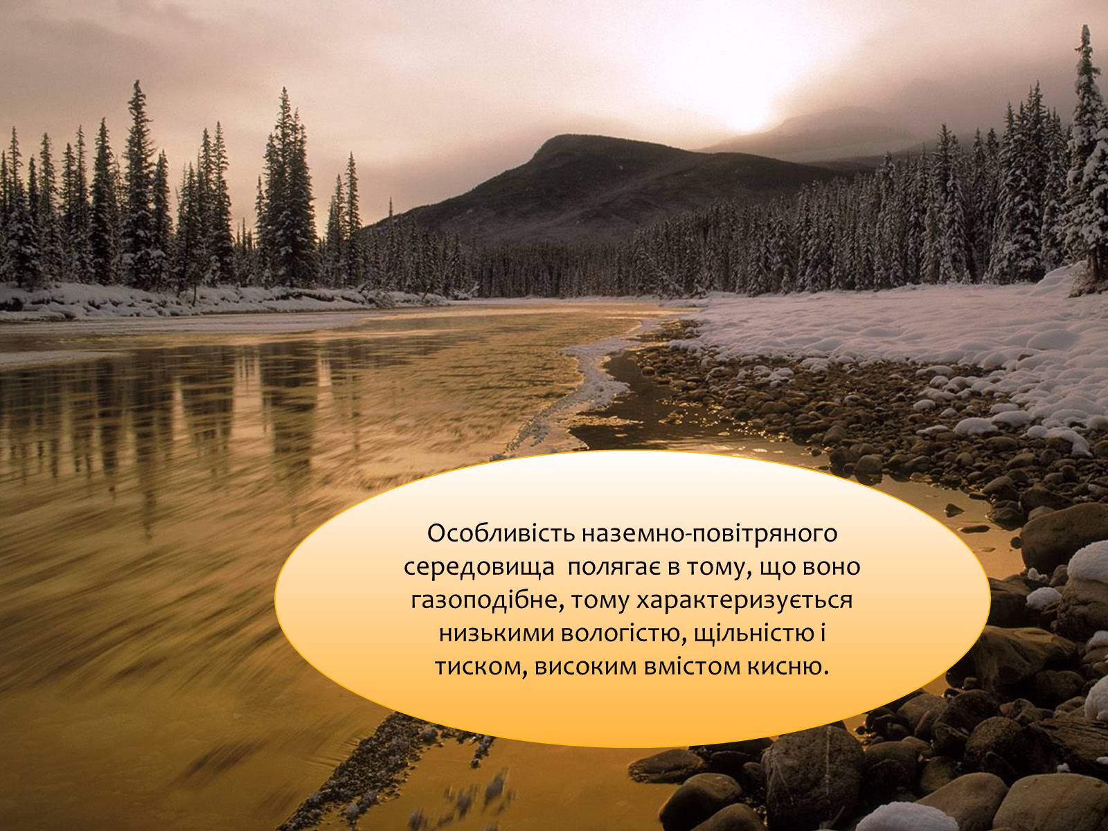 Презентація на тему «Наземно-повітряне середовище існування» (варіант 4) - Слайд #6