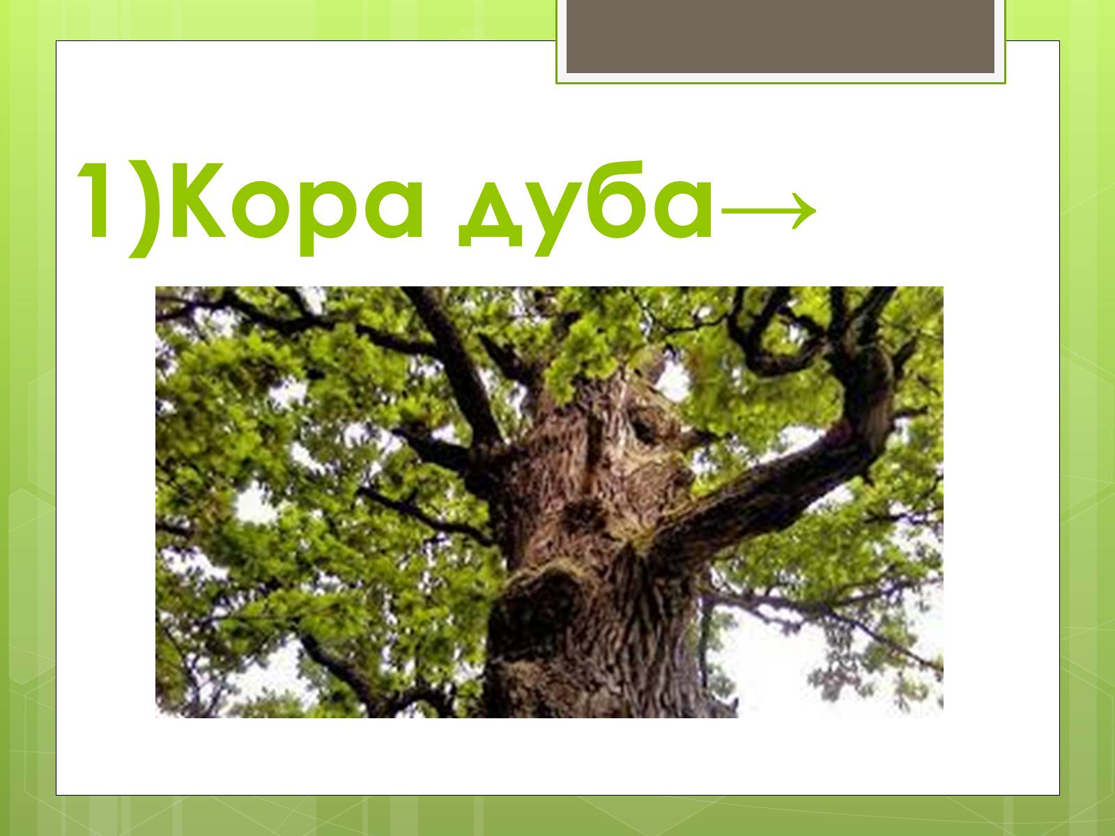 Презентація на тему «Ланцюг живлення» (варіант 2) - Слайд #9