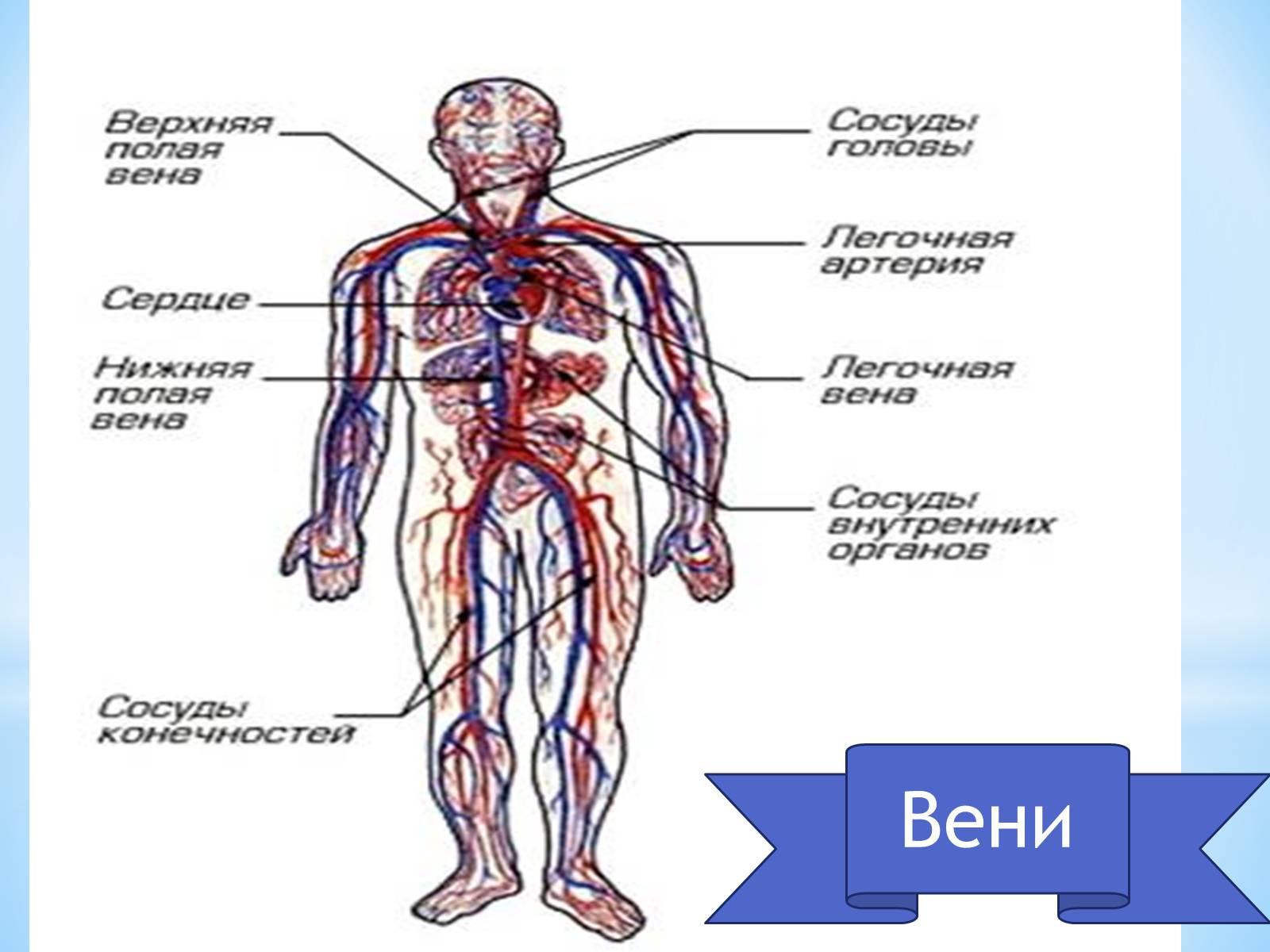 Презентація на тему «Кровоносна система» (варіант 1) - Слайд #11