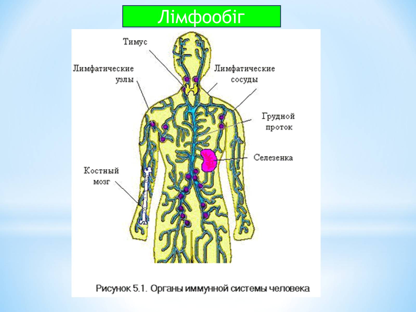 Презентація на тему «Кровоносна система» (варіант 1) - Слайд #17