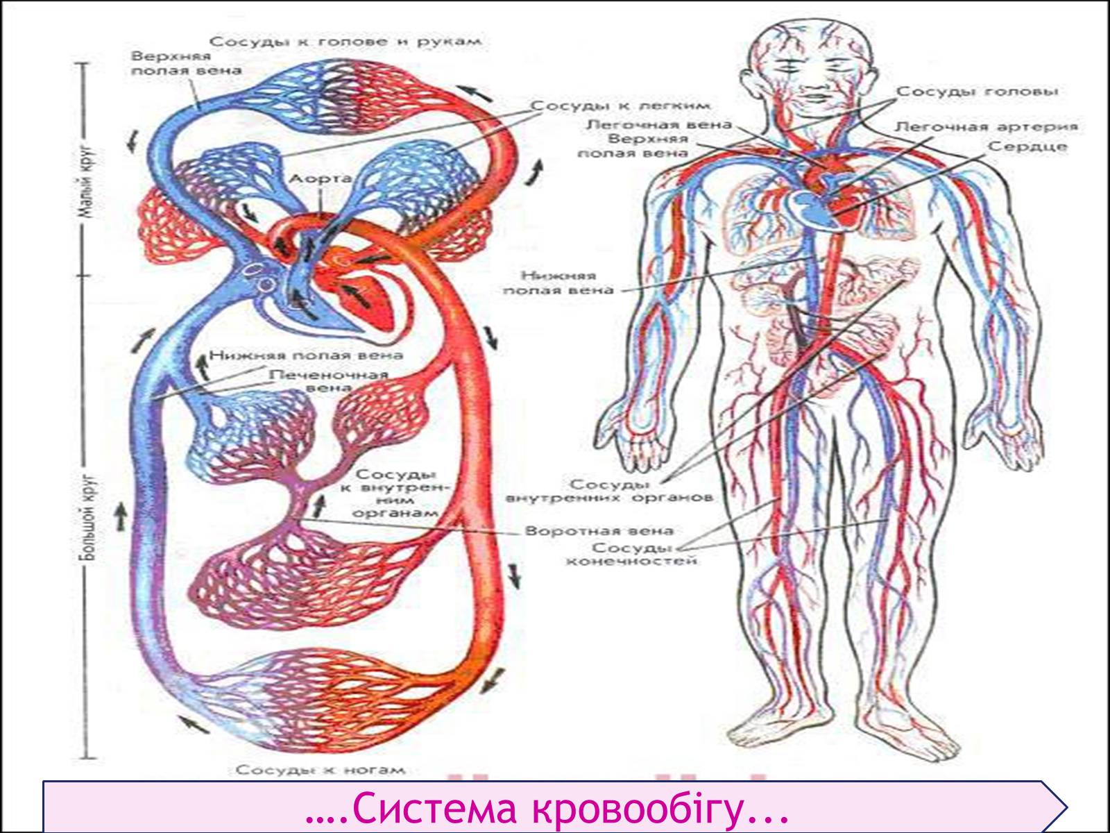 Презентація на тему «Кровоносна система» (варіант 1) - Слайд #7