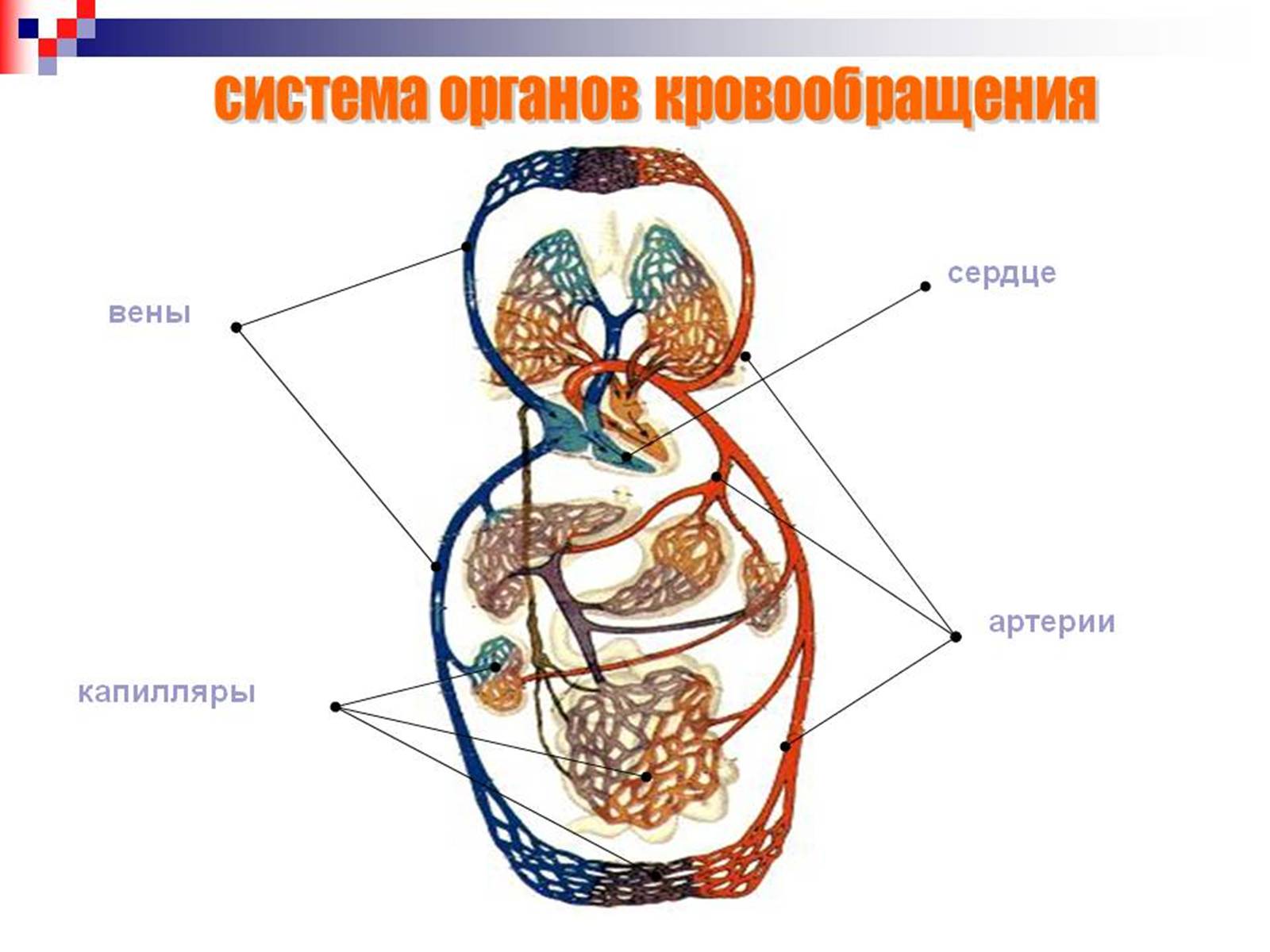 Презентація на тему «Кровоносна система» (варіант 1) - Слайд #8