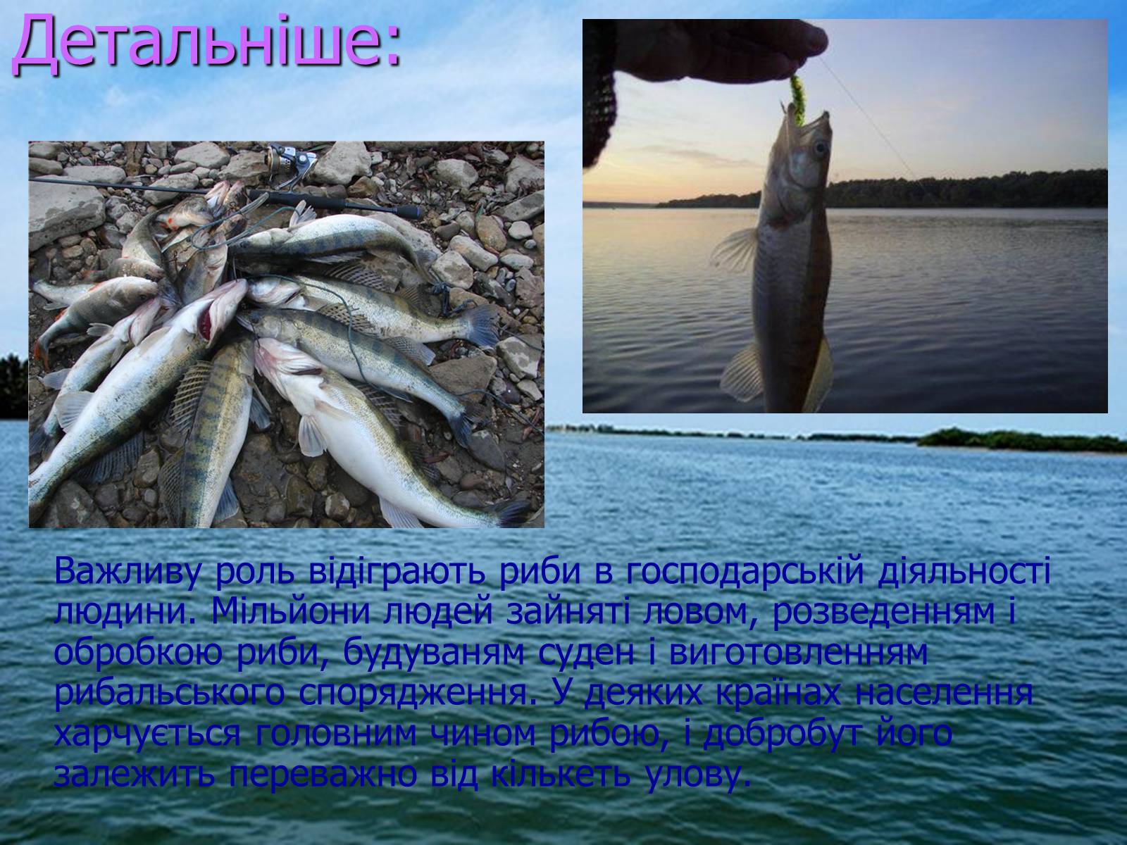 Презентація на тему «Значення риб у природі та житті людини» - Слайд #3