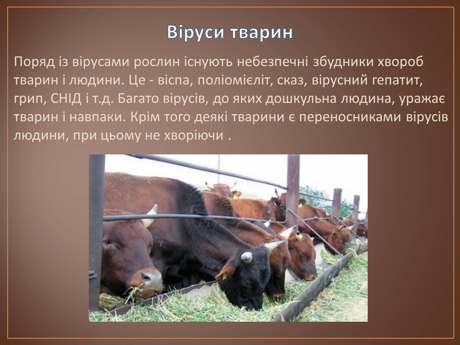 Презентація на тему «Роль вірусів у природі і житті людини» (варіант 1) - Слайд #14