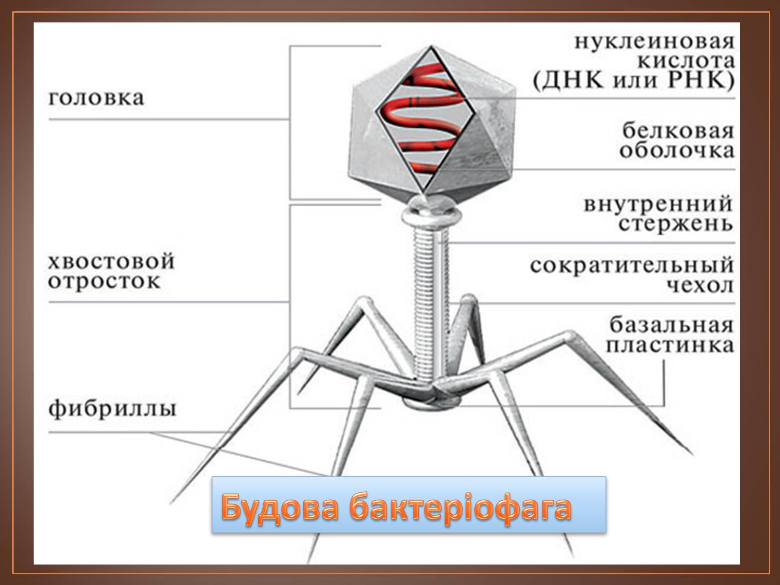 Презентація на тему «Роль вірусів у природі і житті людини» (варіант 1) - Слайд #7