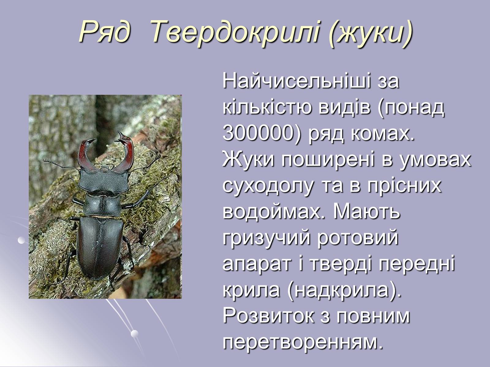 Презентація на тему «Різноманітність комах» - Слайд #8