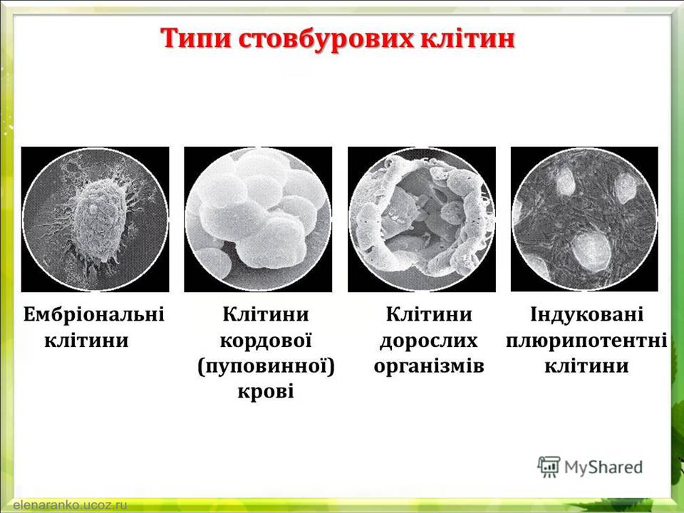 Презентація на тему «Гістотехнології.Штучні тканини» - Слайд #12