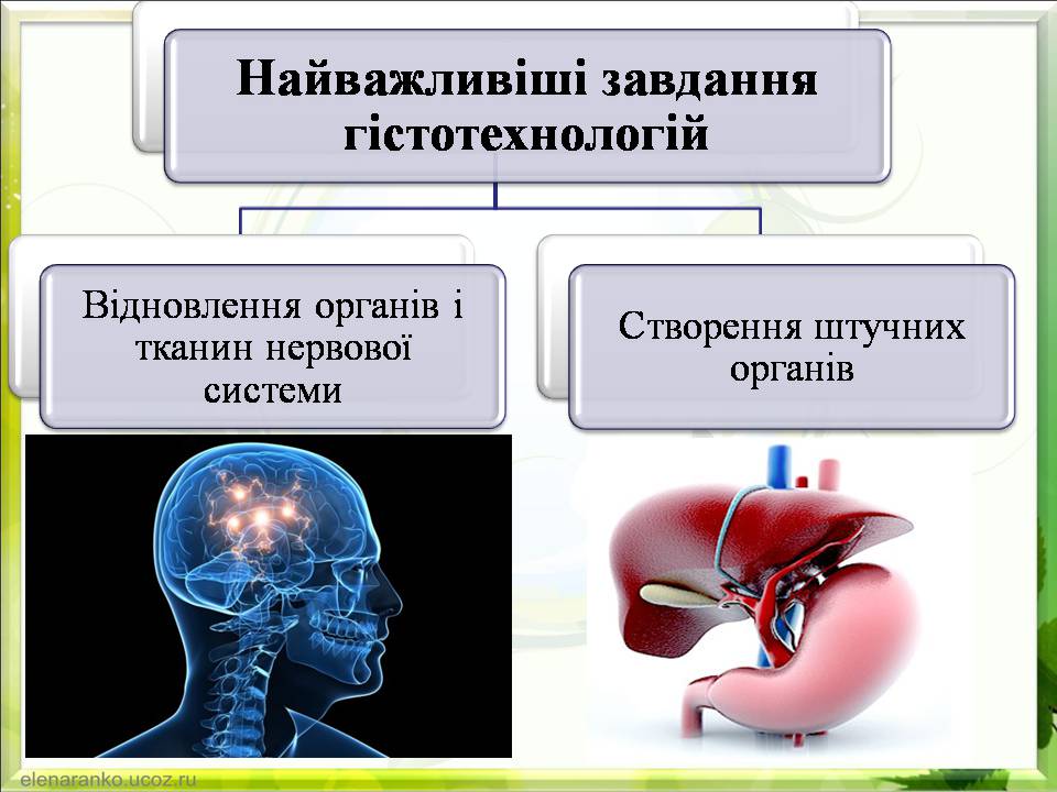 Презентація на тему «Гістотехнології.Штучні тканини» - Слайд #4