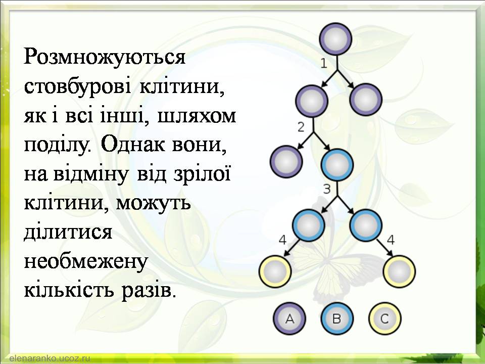 Презентація на тему «Гістотехнології.Штучні тканини» - Слайд #8