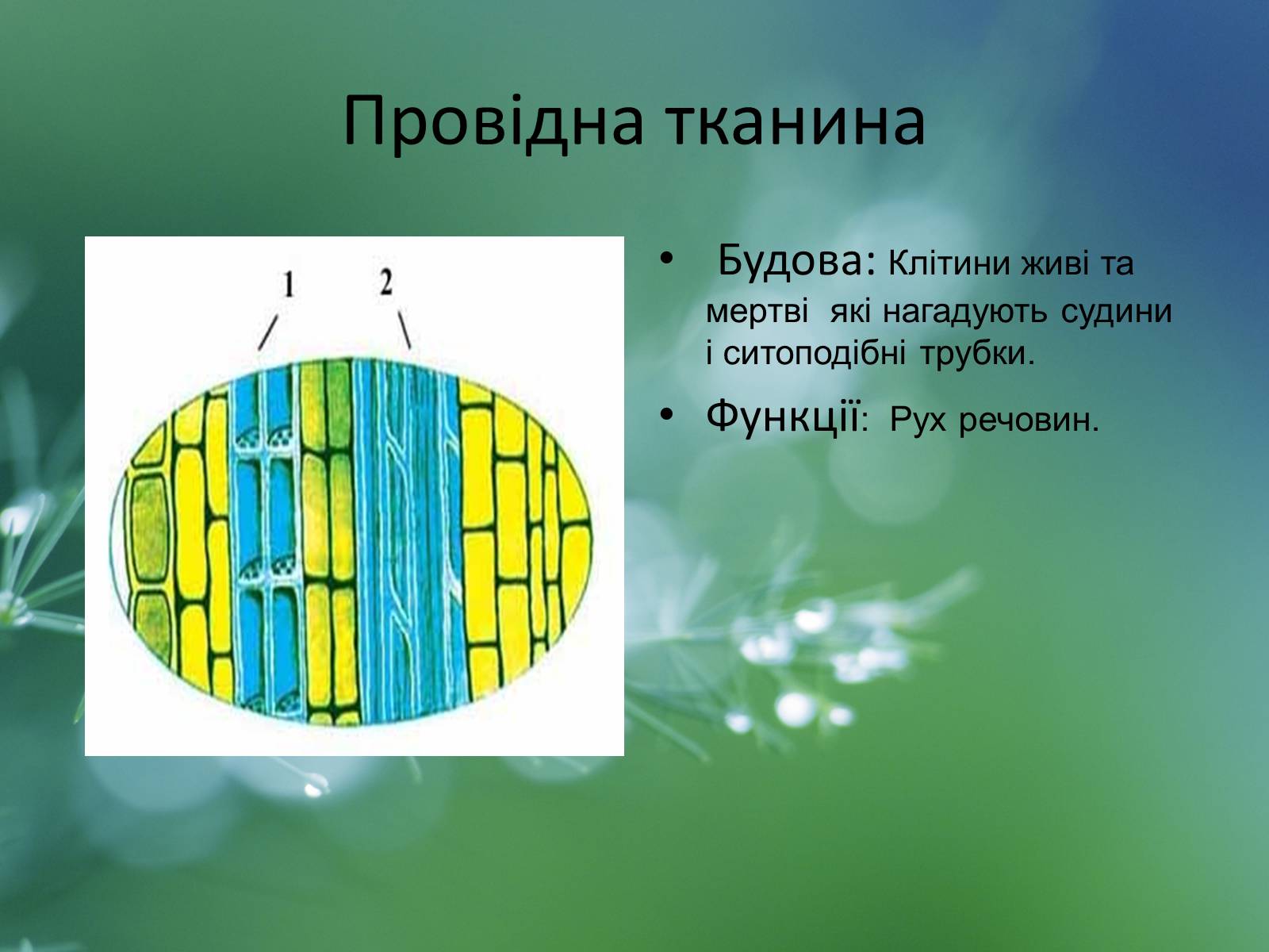 Презентація на тему «Тканини рослин» - Слайд #8