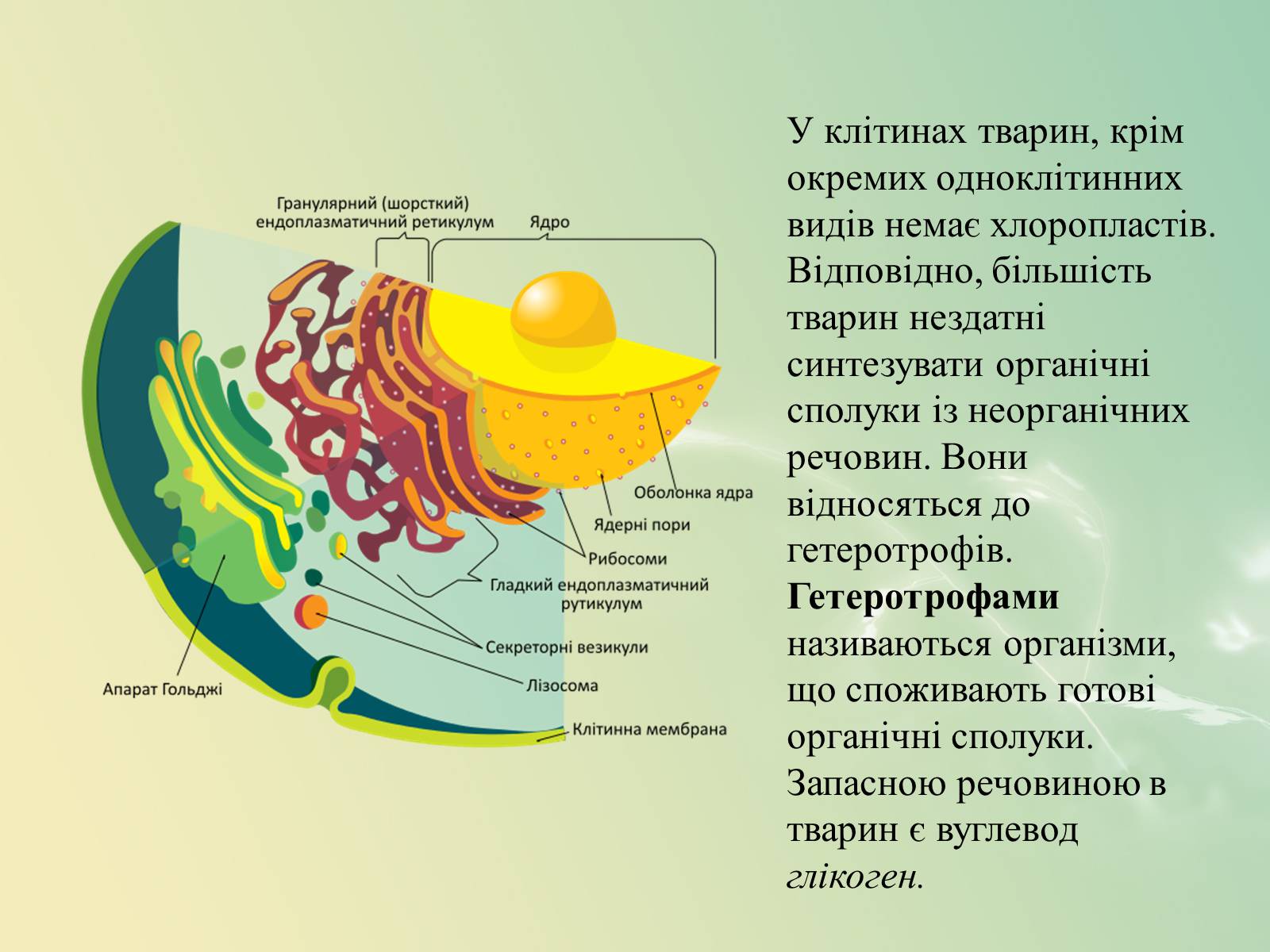 Презентація на тему «Клітинна будова тварини. Особливості тваринної клітини» - Слайд #11