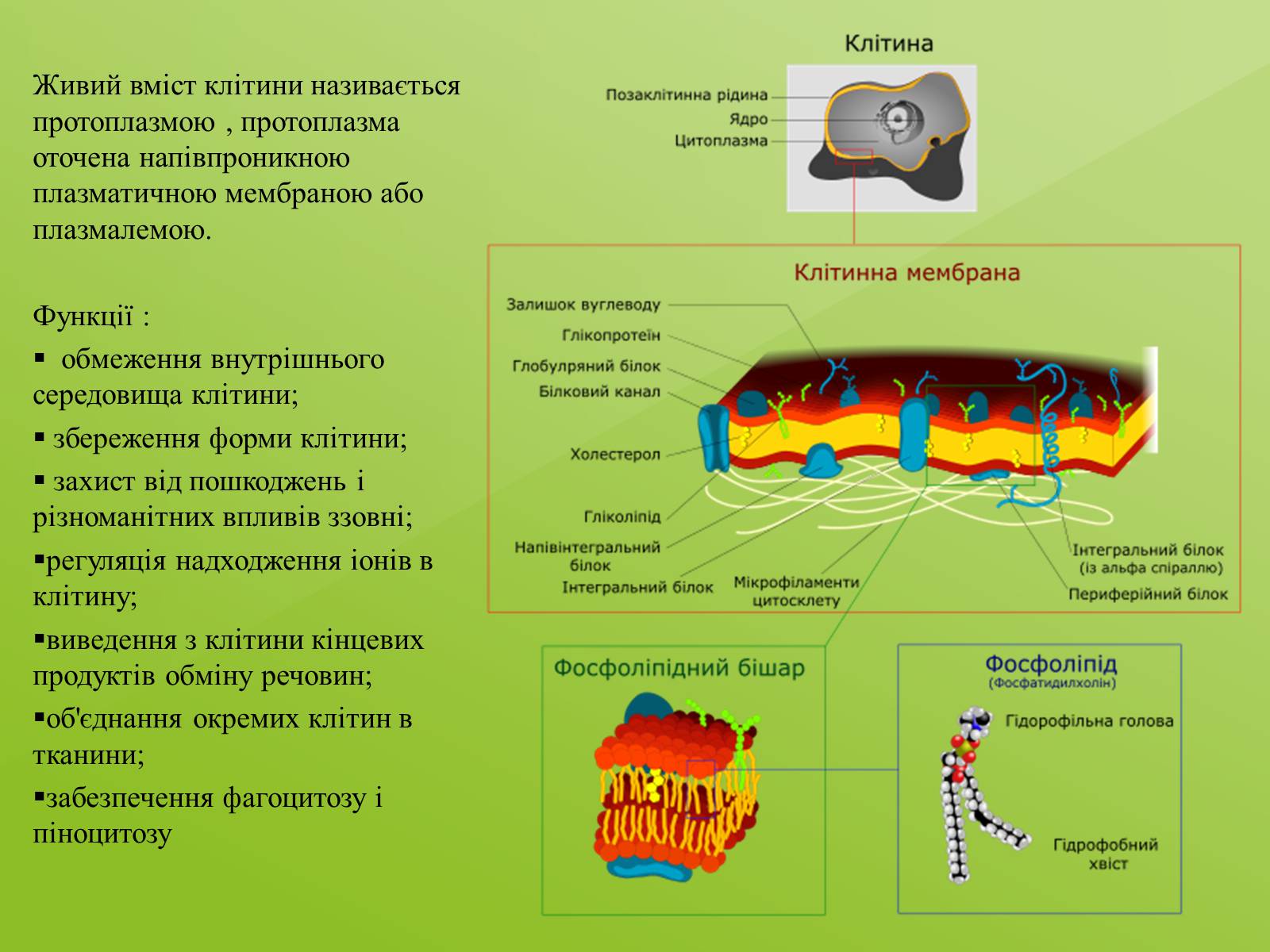 Презентація на тему «Клітинна будова тварини. Особливості тваринної клітини» - Слайд #3