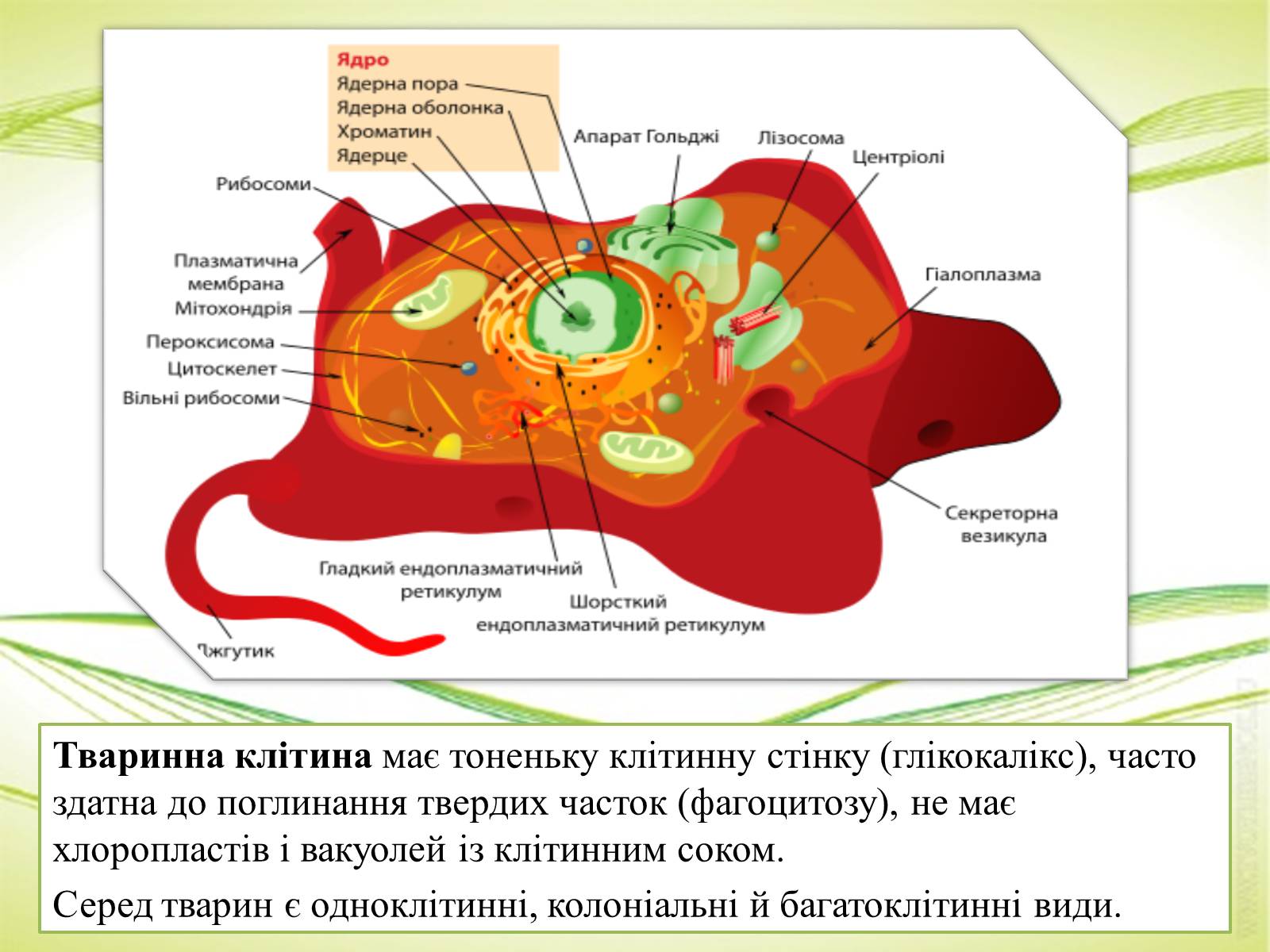 Презентація на тему «Клітинна будова тварини. Особливості тваринної клітини» - Слайд #5