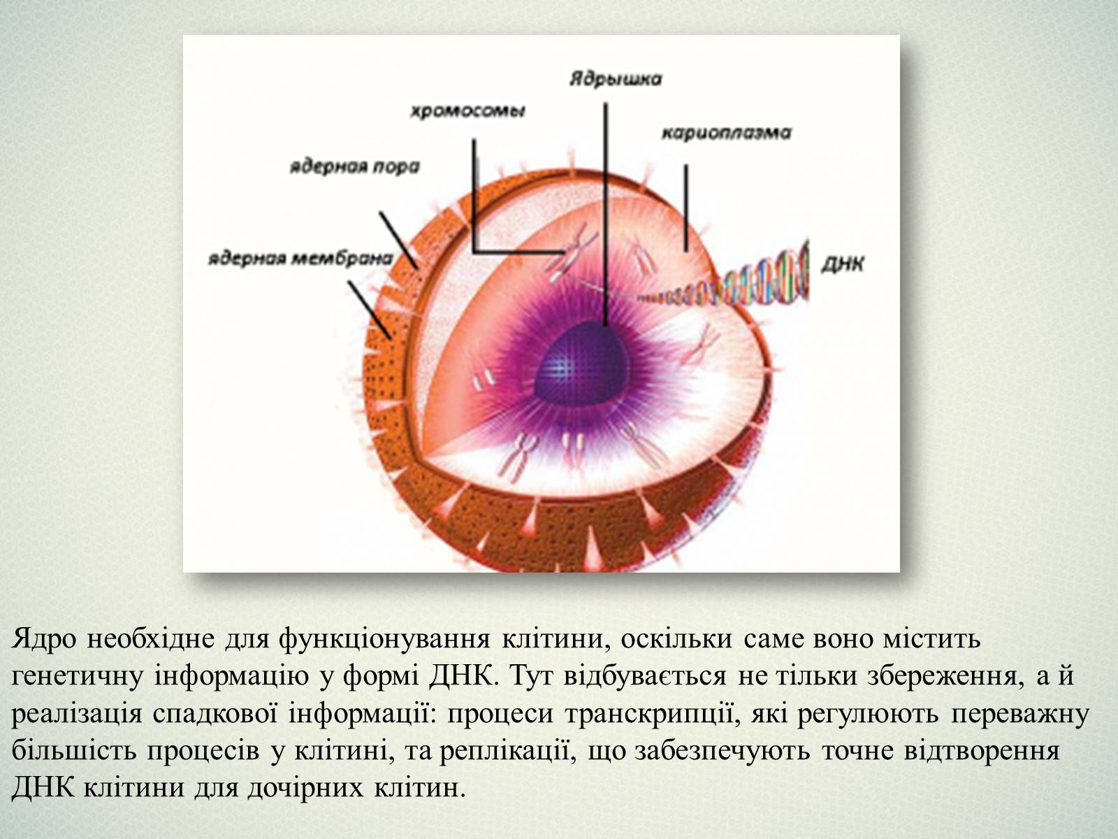 Кариоплазма