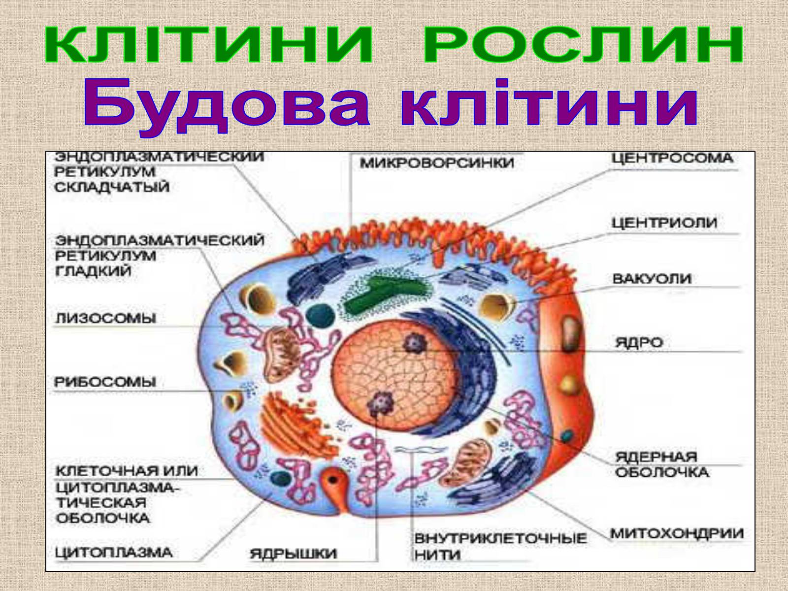 Презентація на тему «Клітина Рослини» - Слайд #11