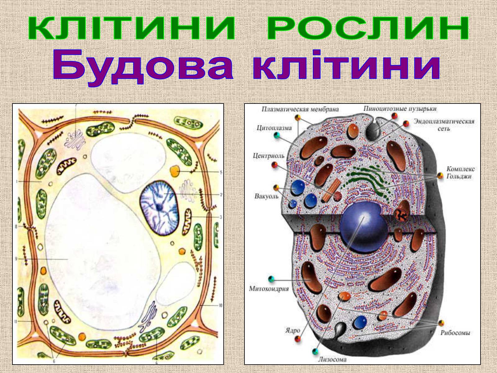 Пиноцитозные пузырьки. Будова клітини рослини. Будова рослинної клітки. Рослинна клітина. Склад клітини.