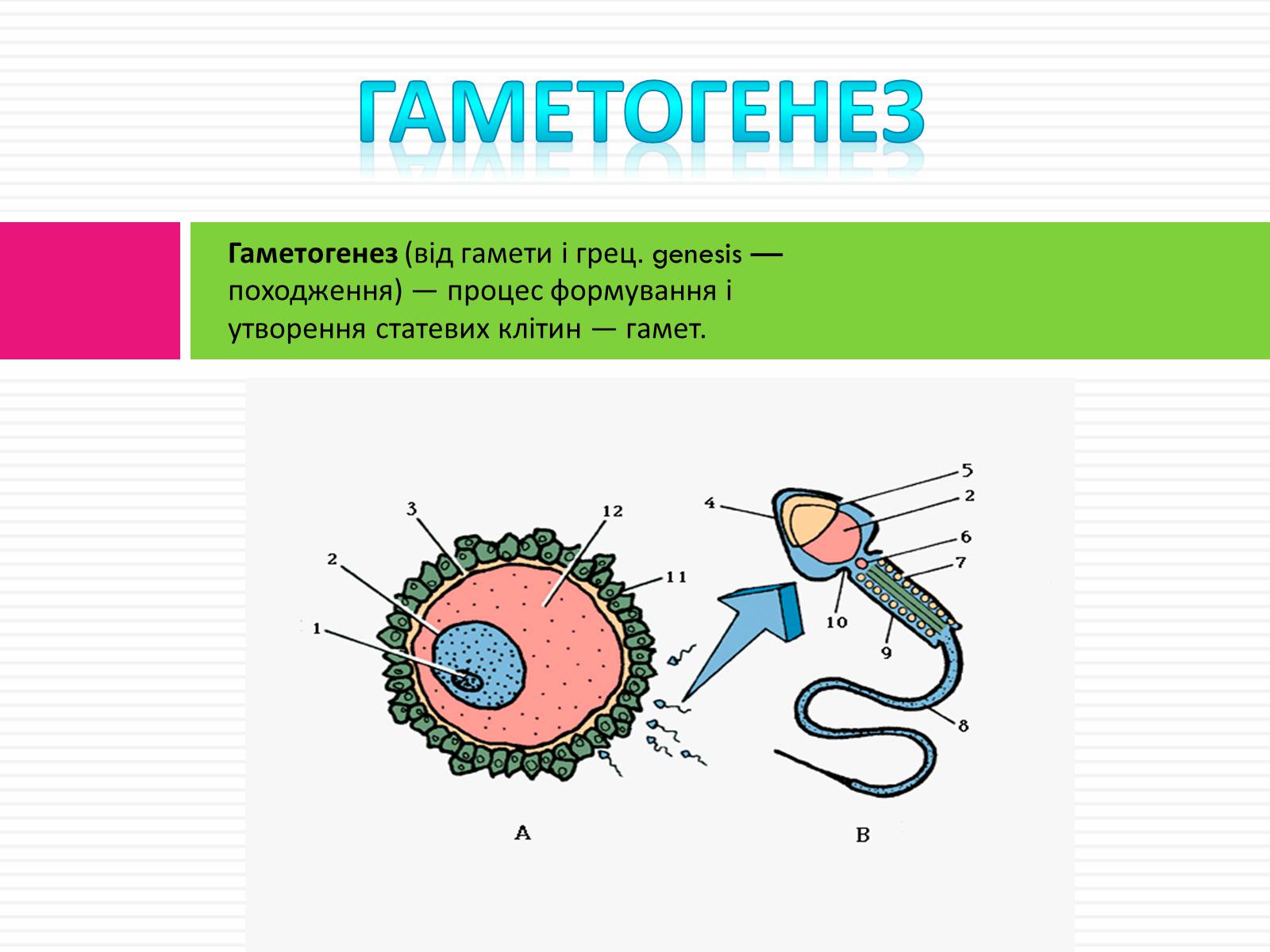 Презентація на тему «Статеве розмноження людини» - Слайд #13