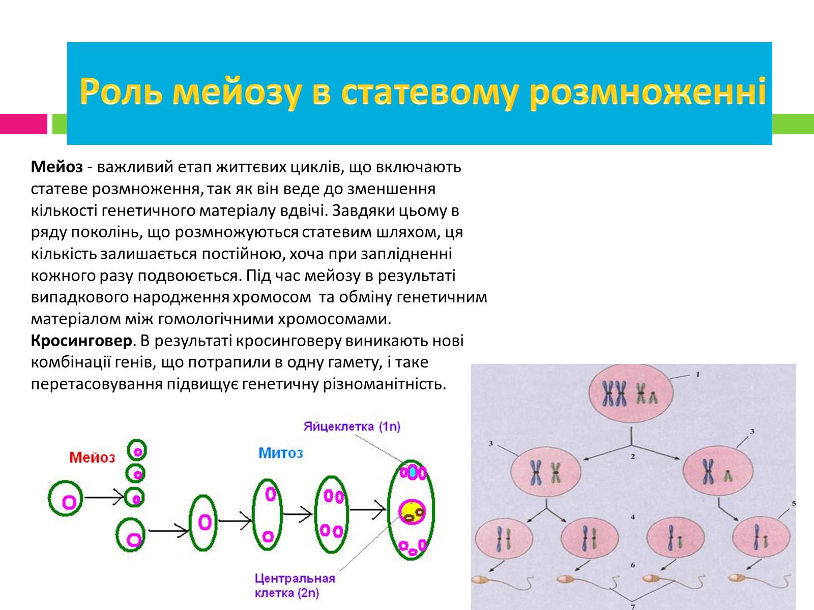 Презентація на тему «Статеве розмноження людини» - Слайд #6