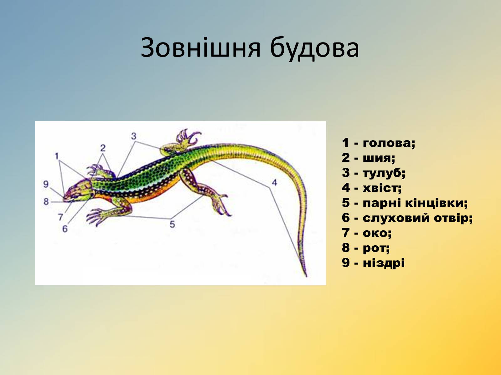 Железы ящериц. Внешнее строение крокодила. Дыхательная система крокодила. Крокодилы строение внешнего строения. Пресмыкающиеся внутреннее строение тела.