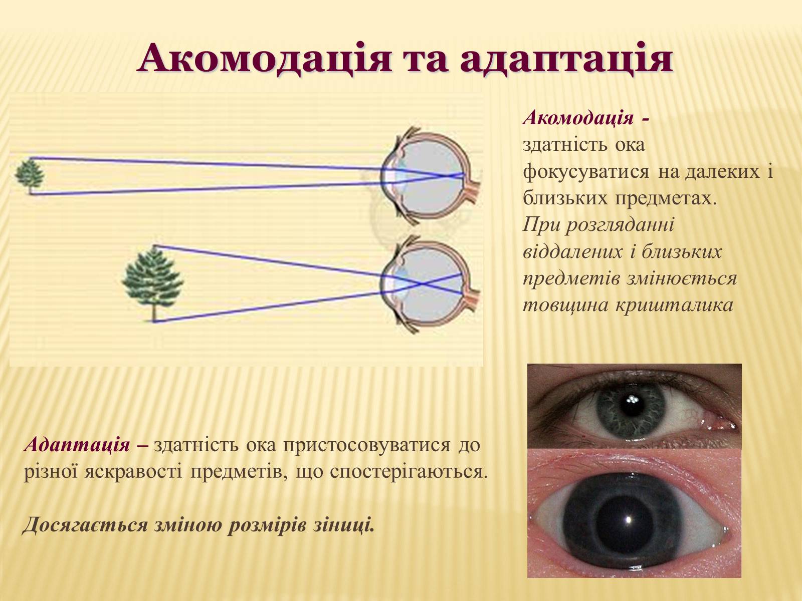 Характеристика очей. Акомодація Ока. Акомодація Ока це. Зрачок вблизи при рассматривании предметов. Око и зир проект.