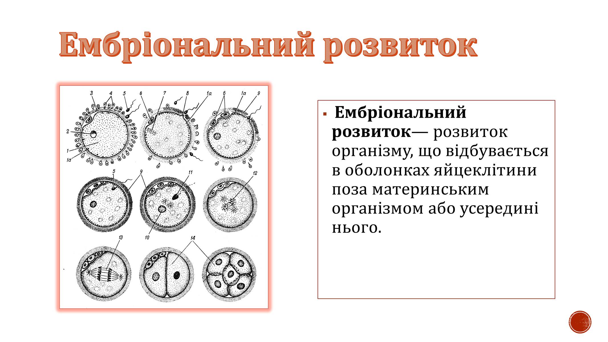 Презентація на тему «Ембріональний розвиток організму» - Слайд #2