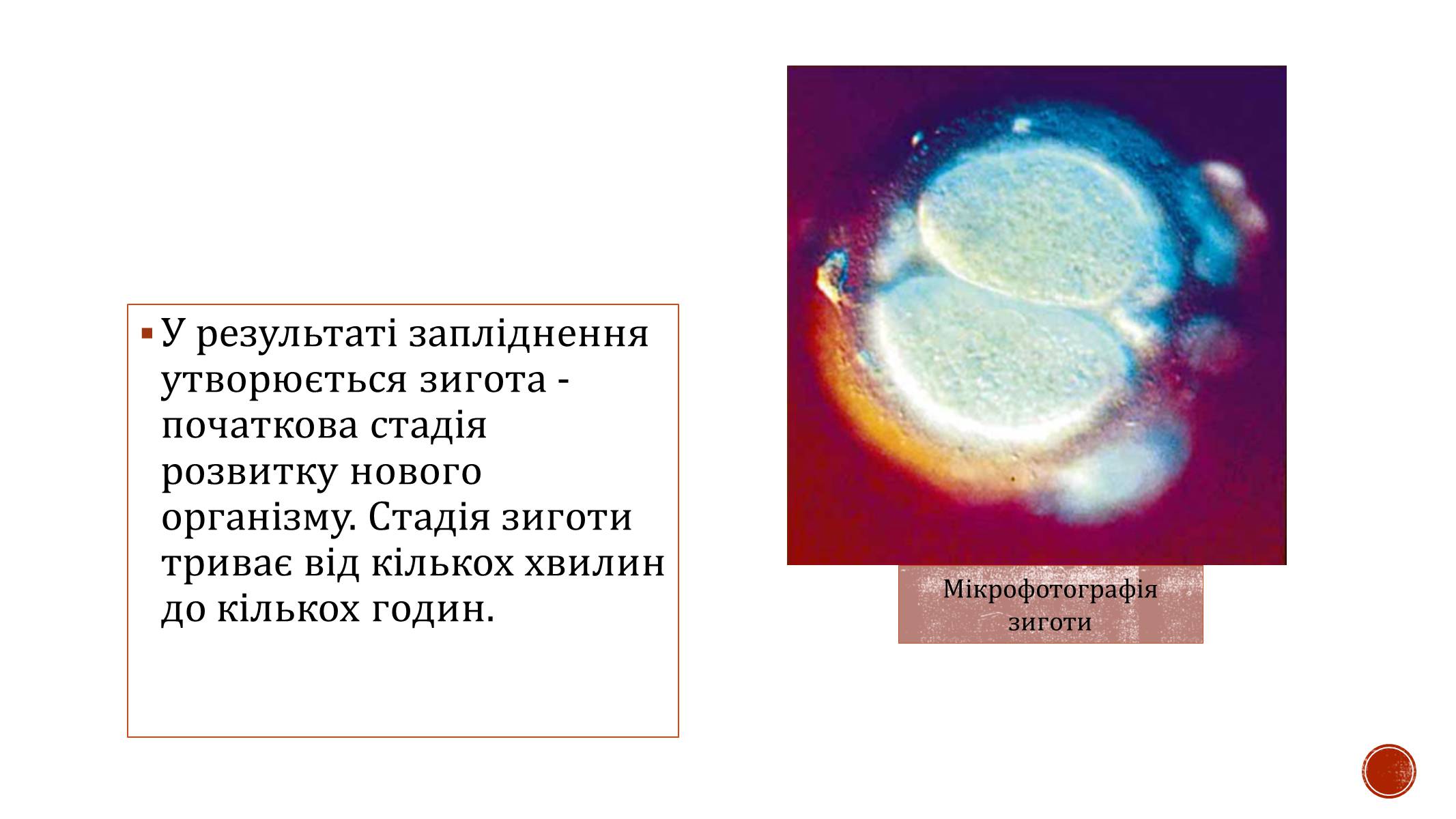 Презентація на тему «Ембріональний розвиток організму» - Слайд #5