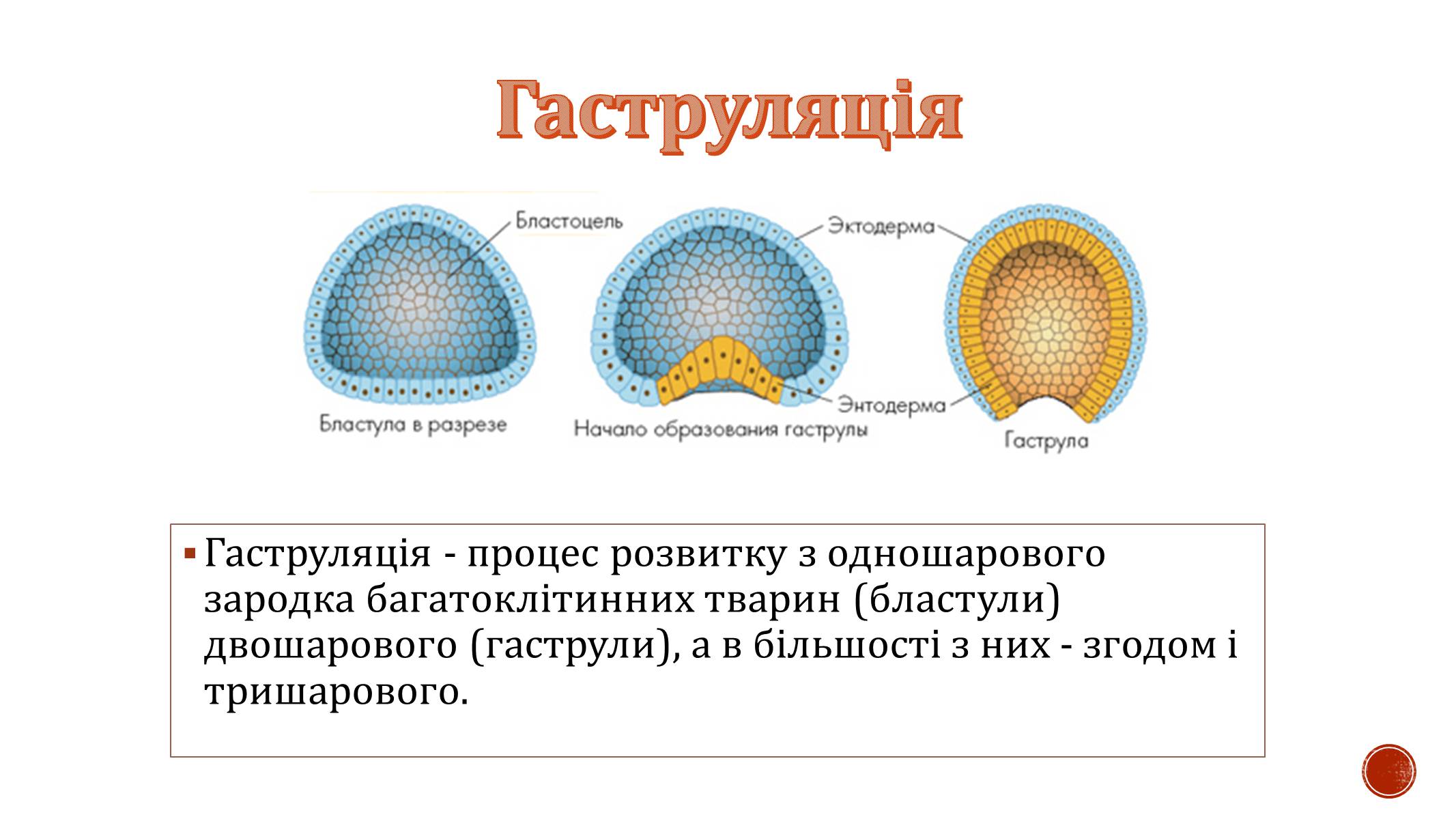 Презентація на тему «Ембріональний розвиток організму» - Слайд #8