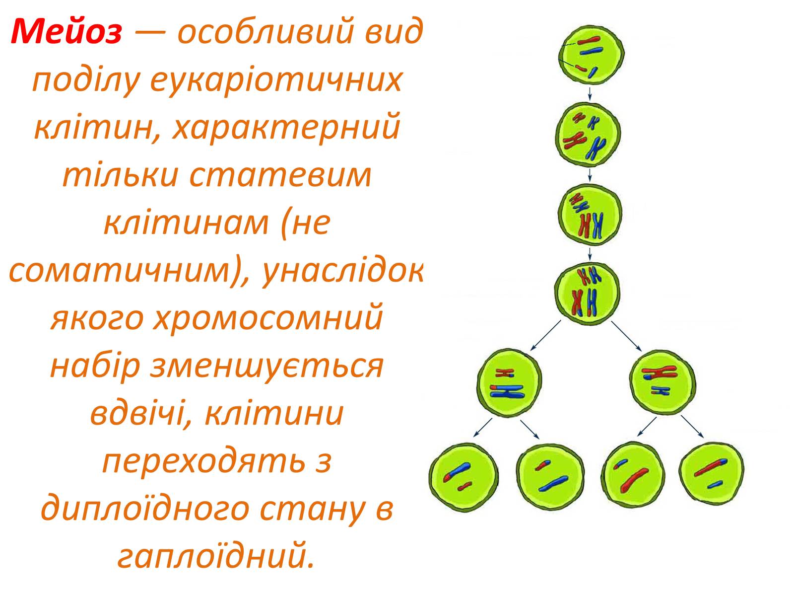 Презентація на тему «Мейоз» (варіант 2) - Слайд #2